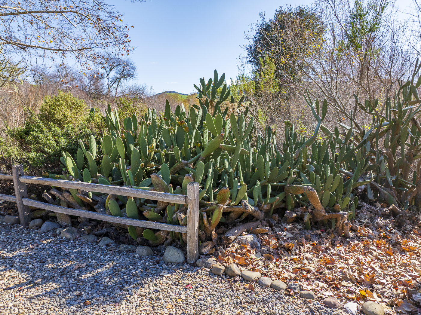 3226 Jalama Rd - MLS Web-101.png