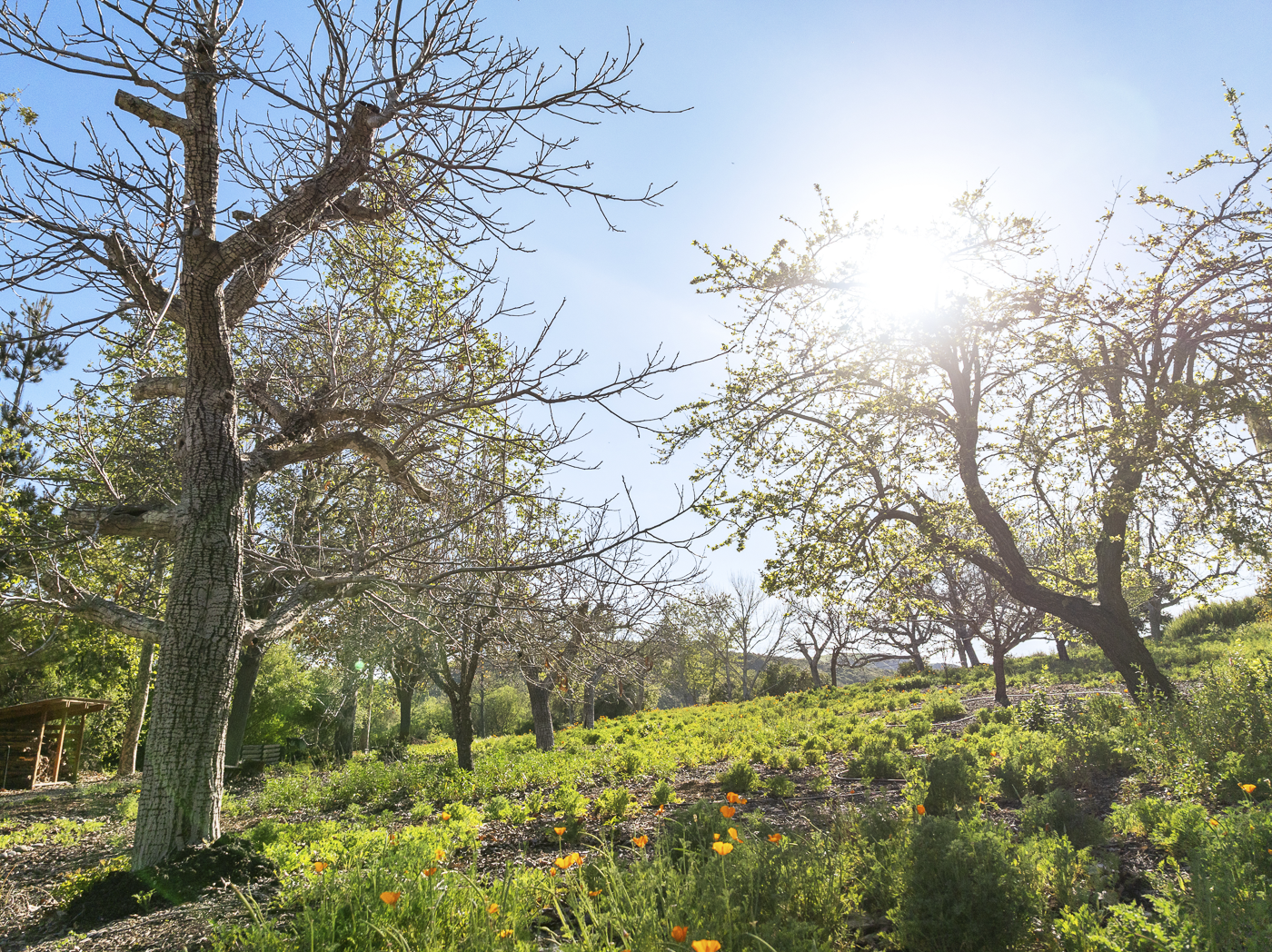 3226 Jalama Rd - MLS Web-6.png