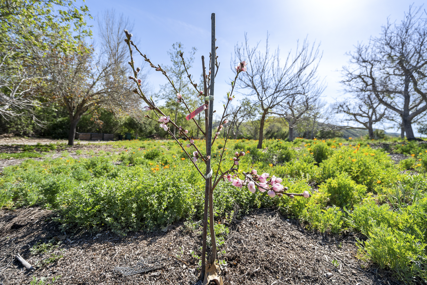 3226 Jalama Rd - MLS Web-7.png