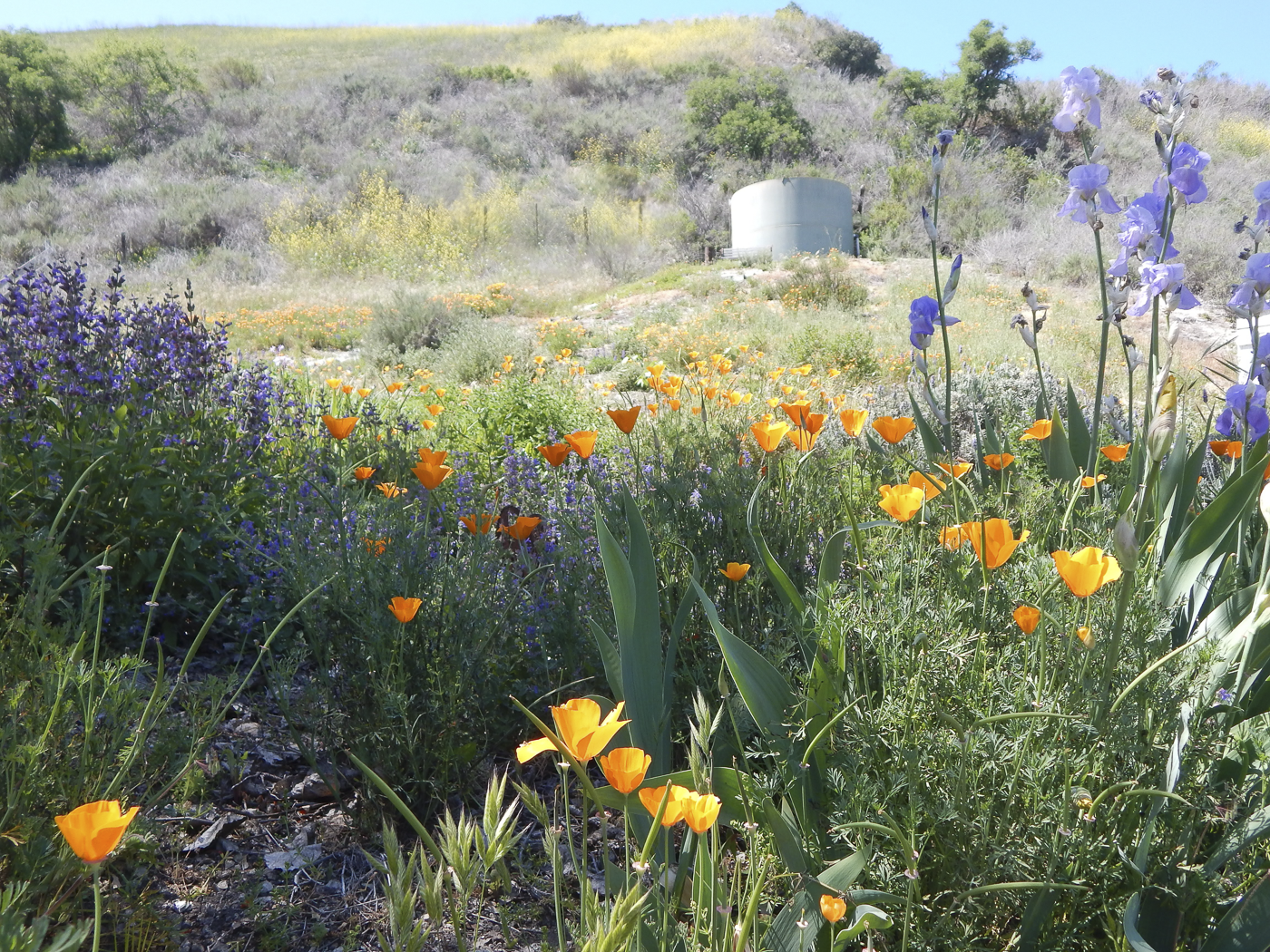 3226 Jalama Rd - MLS Web-16.png