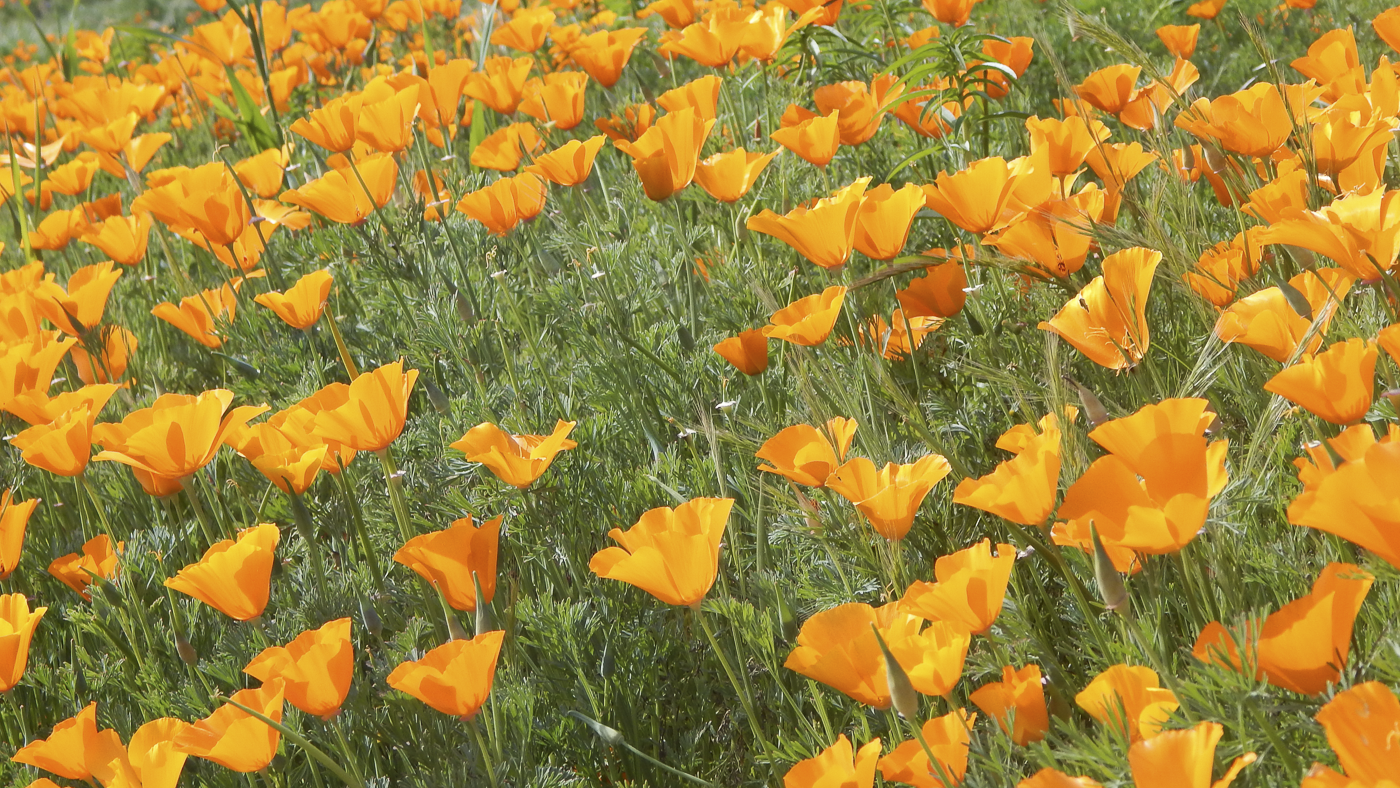 3226 Jalama Rd - MLS Web-84.png