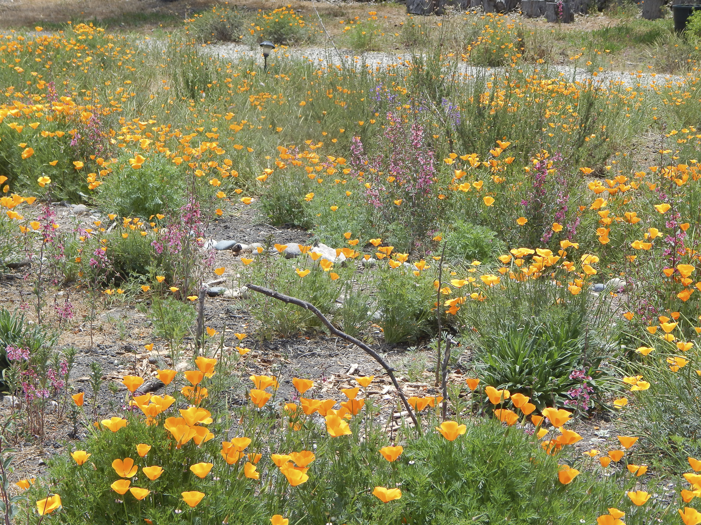 3226 Jalama Rd - MLS Web-17.png