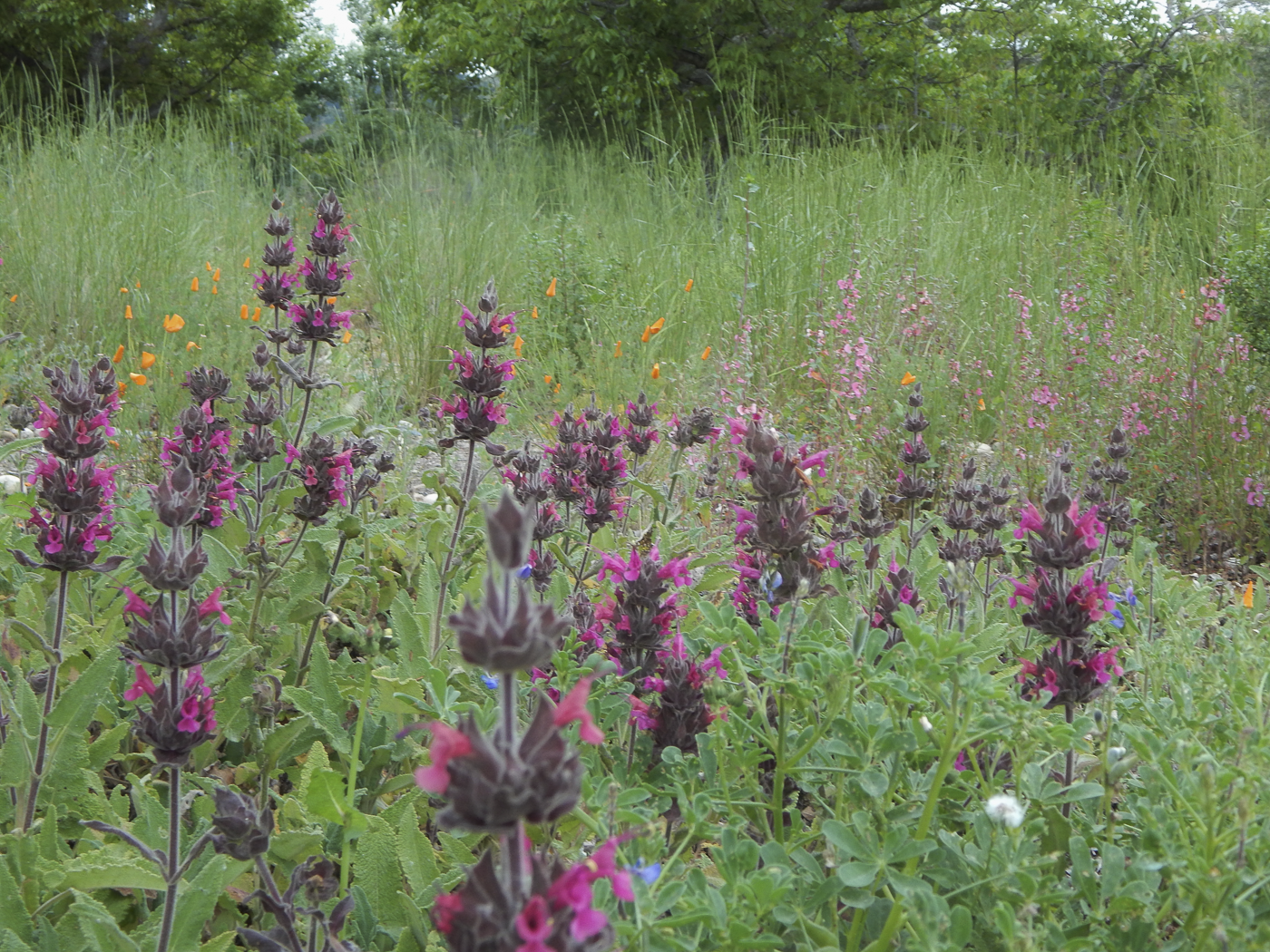 3226 Jalama Rd - MLS Web-18.png