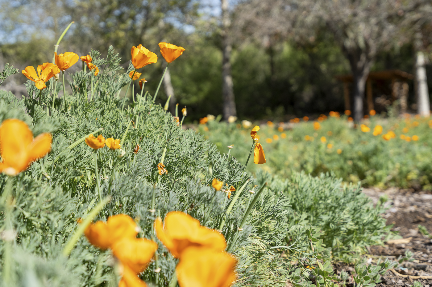 3226 Jalama Rd - MLS Web-100.png