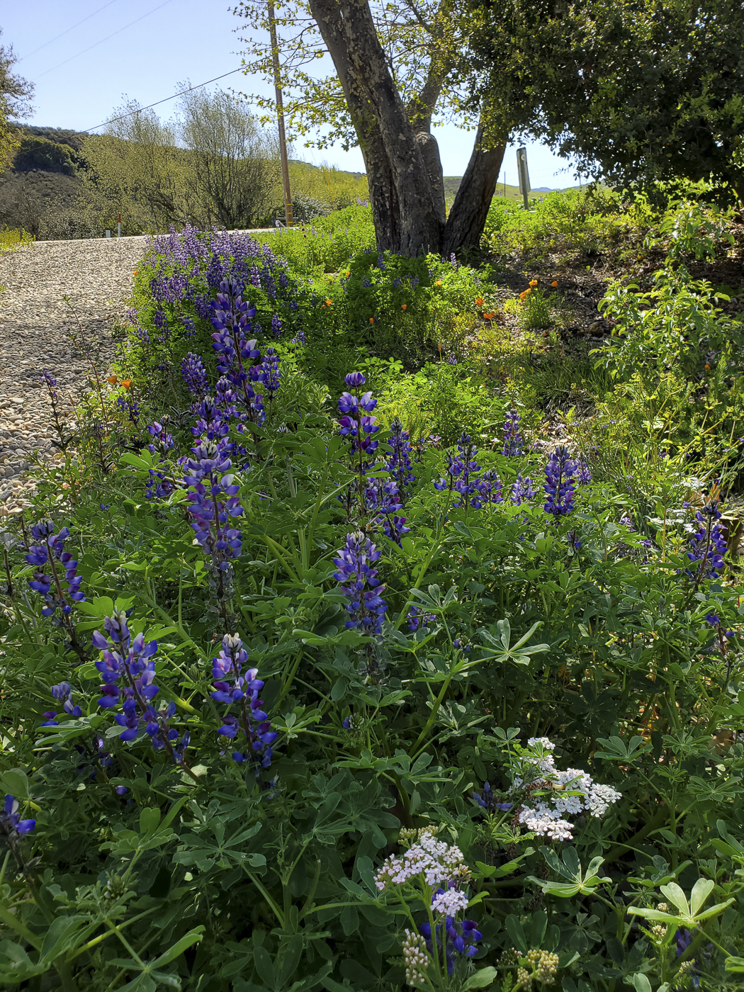 3226 Jalama Rd - MLS Web-87.png