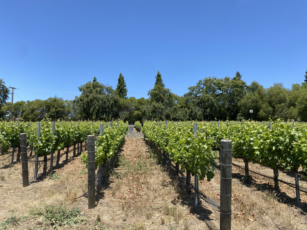 big pond vineyard web 4.webp