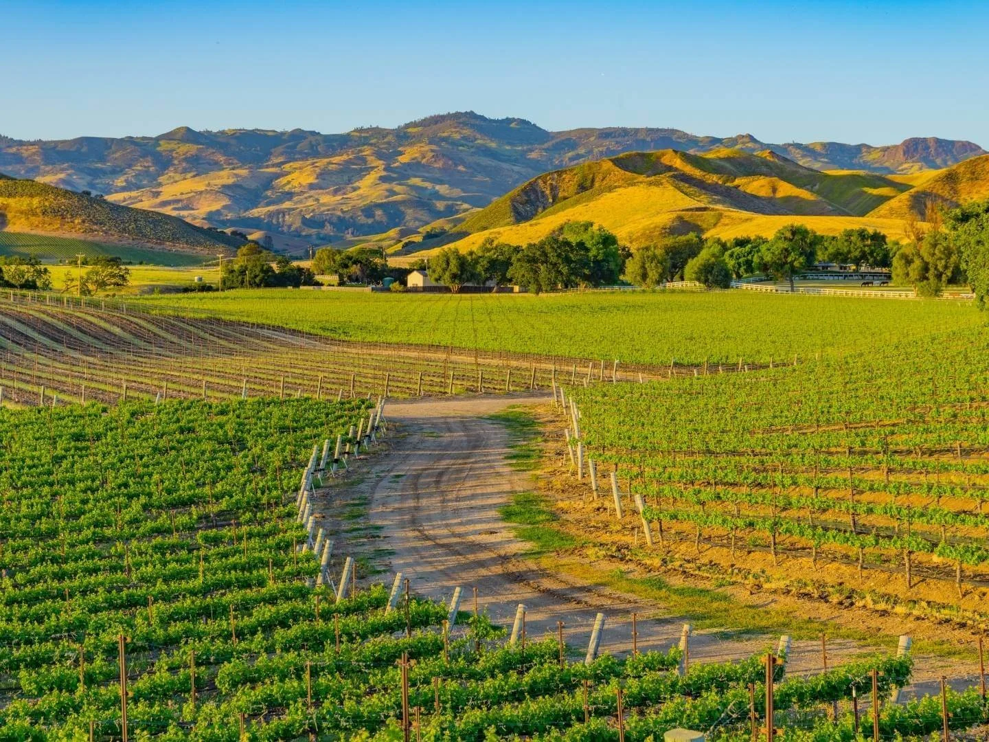 Vineyards-in-Santa-Ynez-Valleyjpg.jpg