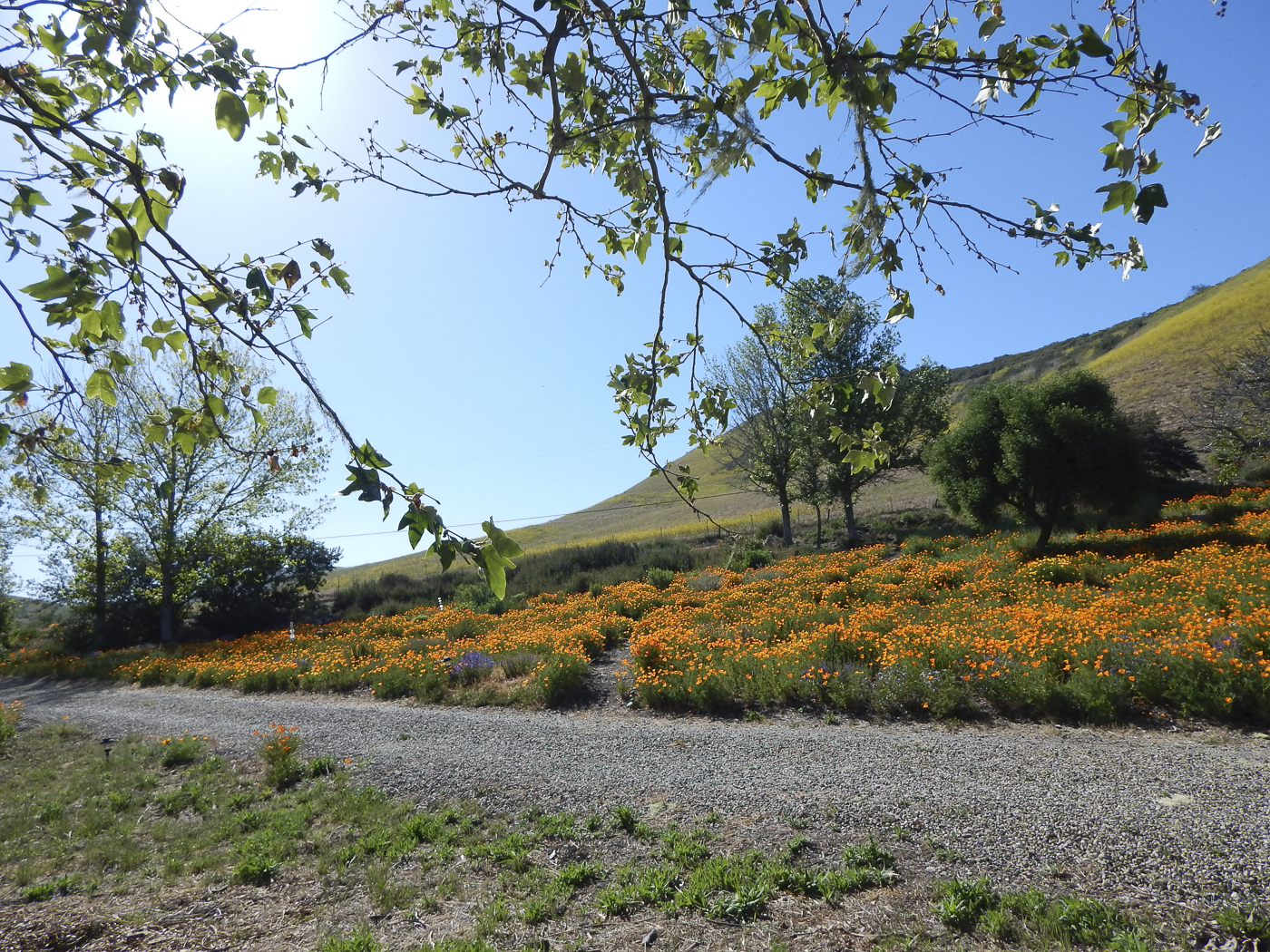 3226 Jalama Rd - MLS Web-94.png