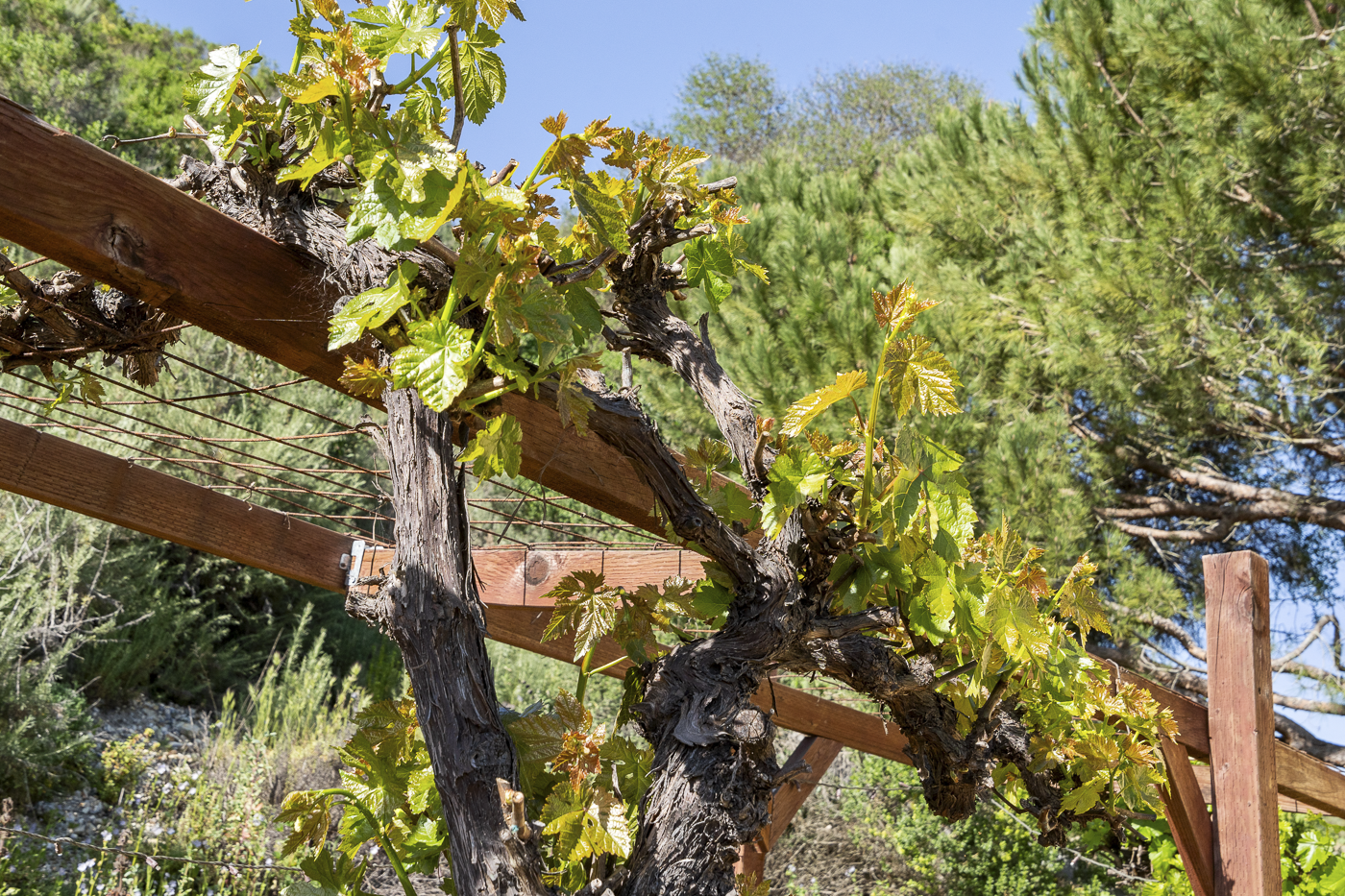 3226 Jalama Rd - MLS Web-57.png