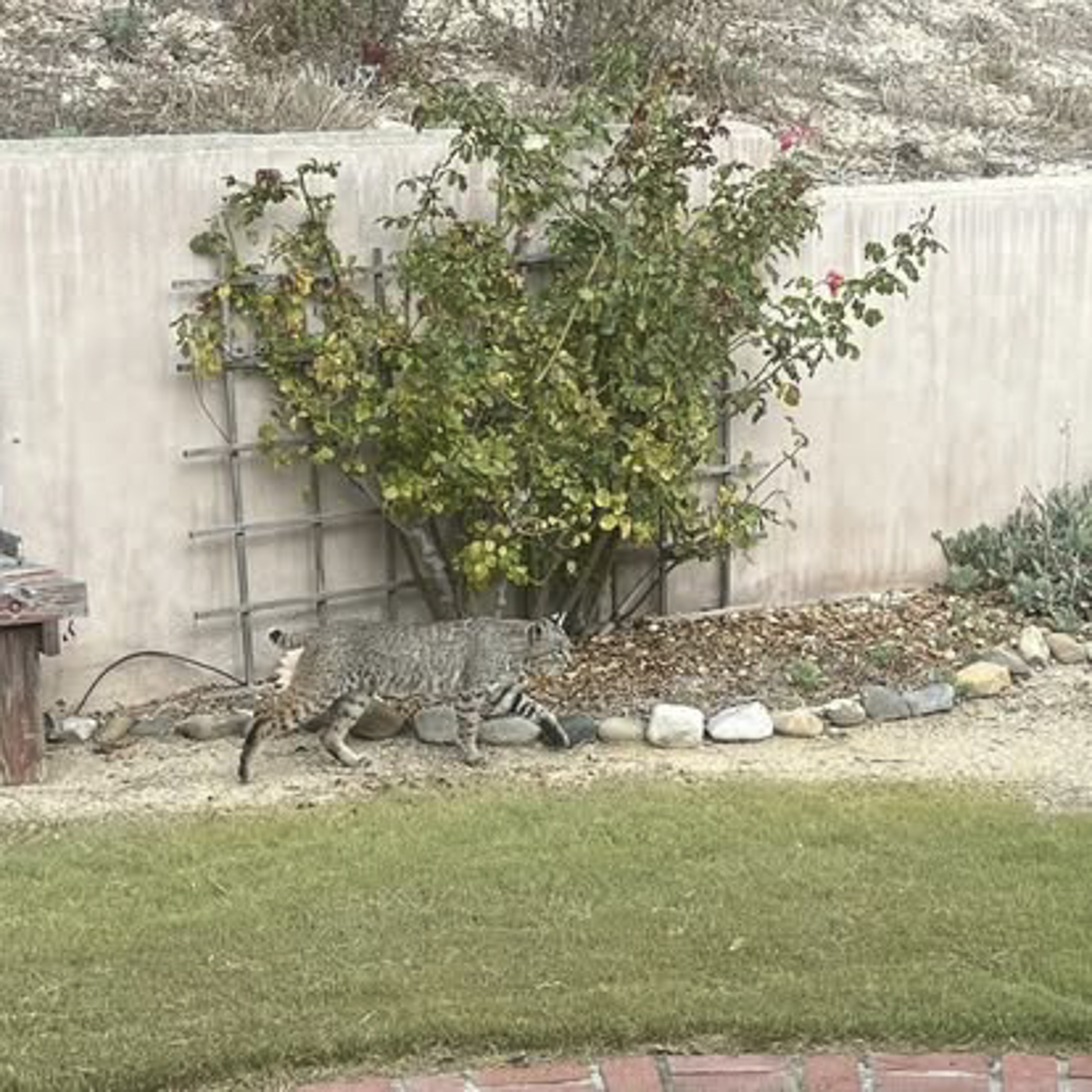 3226 Jalama Rd - MLS Web-15.png