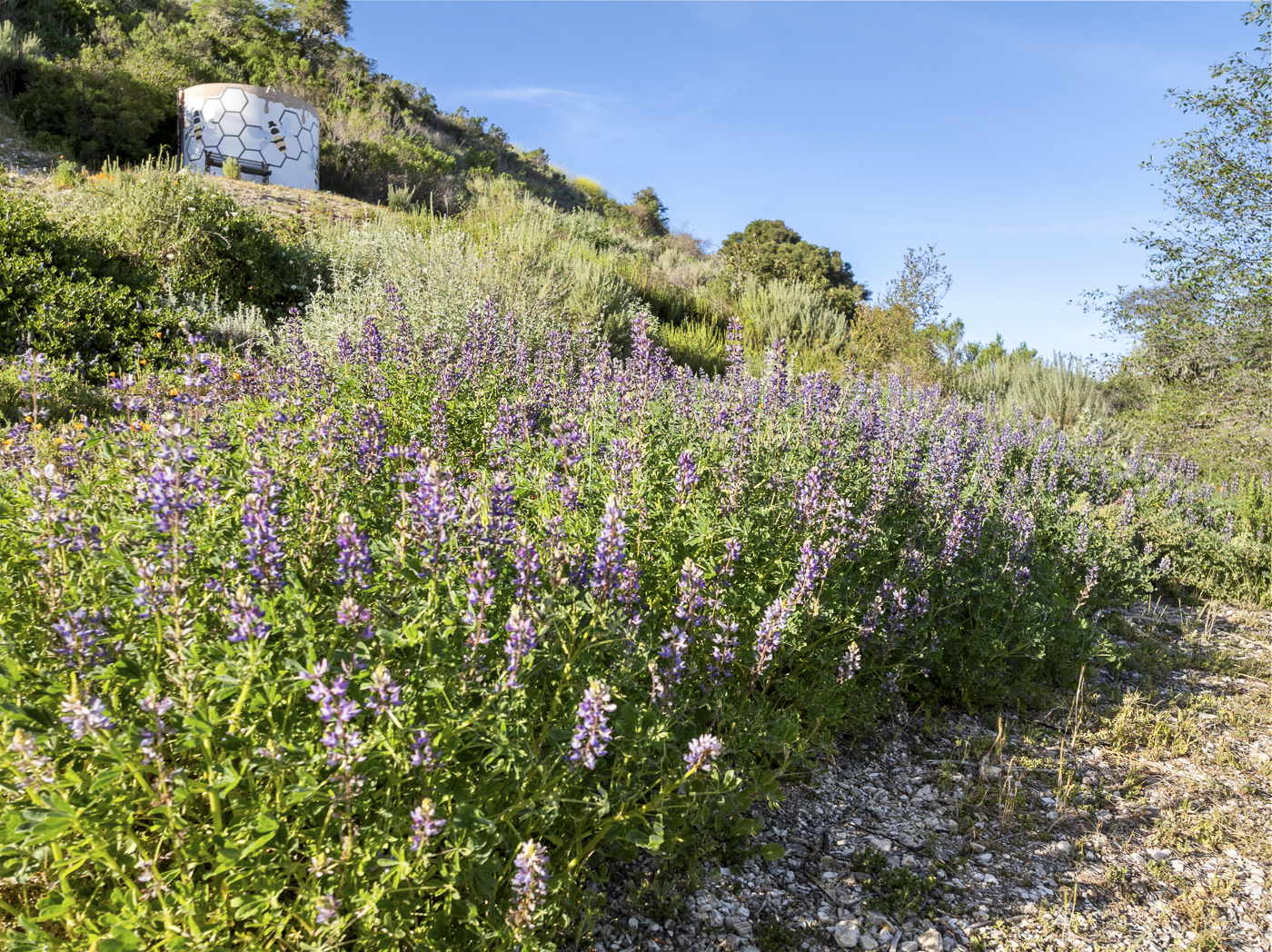 3226 Jalama Rd - MLS Web-79.png