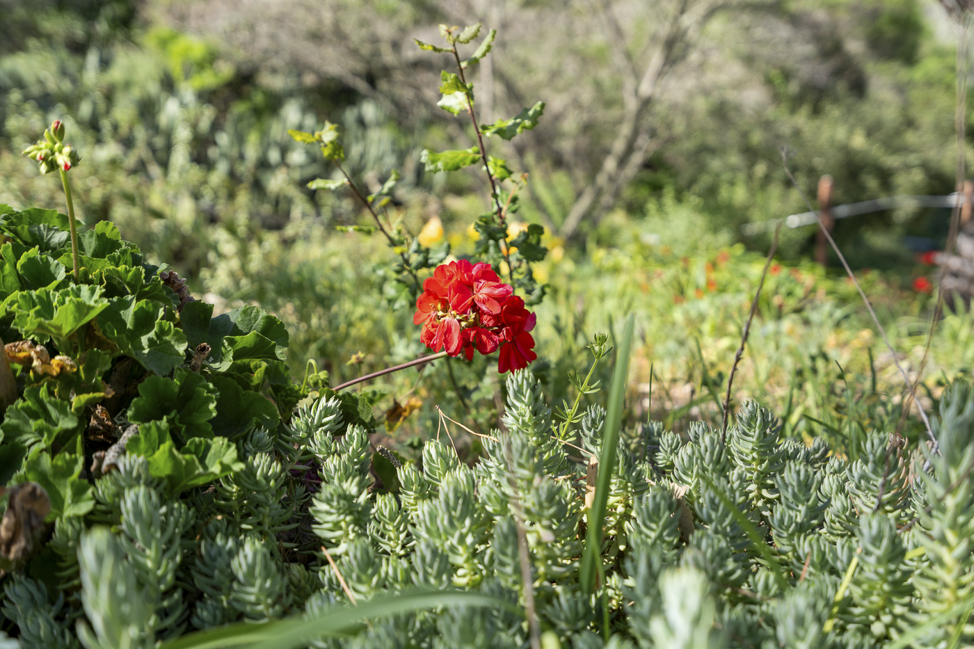 3226 Jalama Rd - MLS Web-11.png