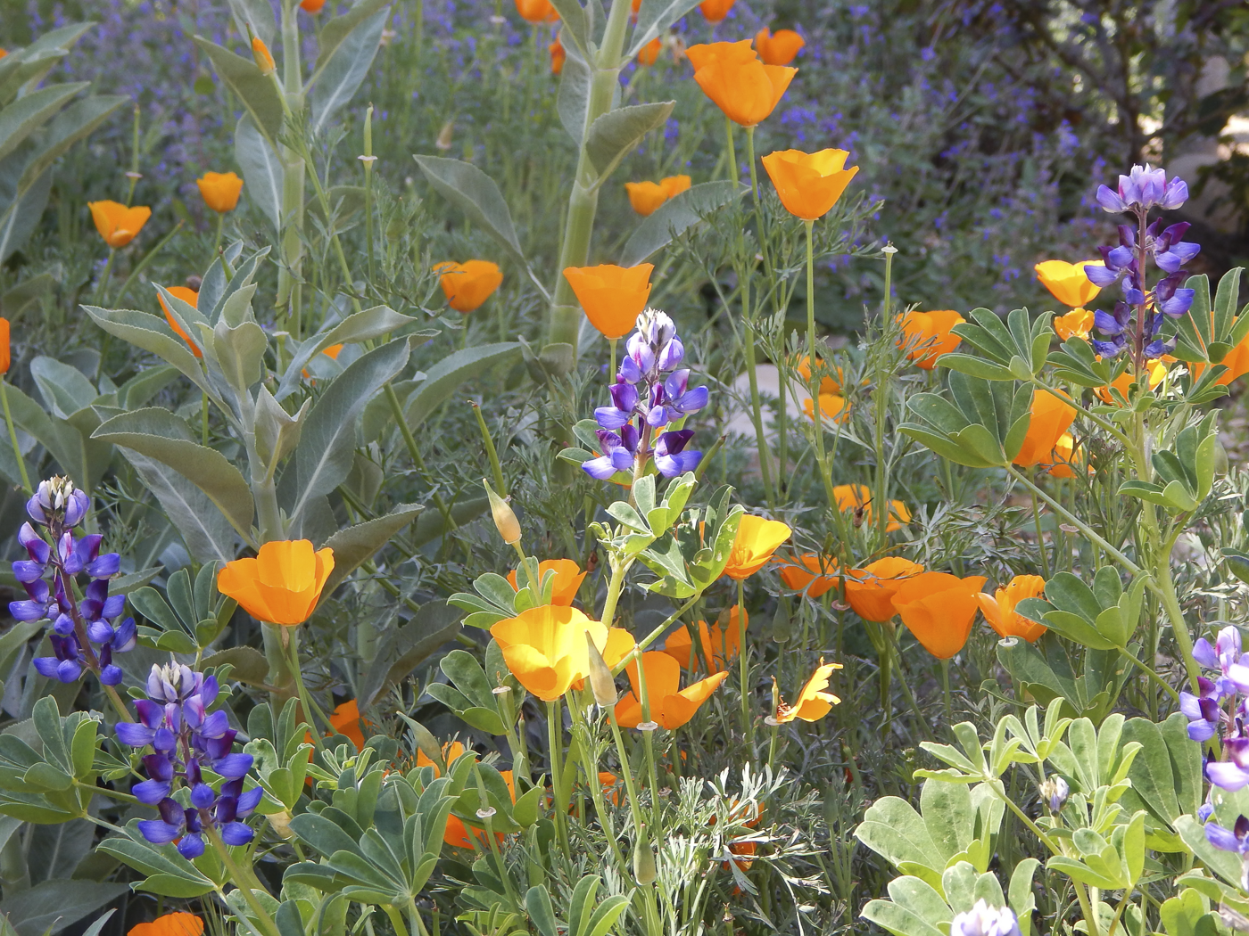 3226 Jalama Rd - MLS Web-85.png