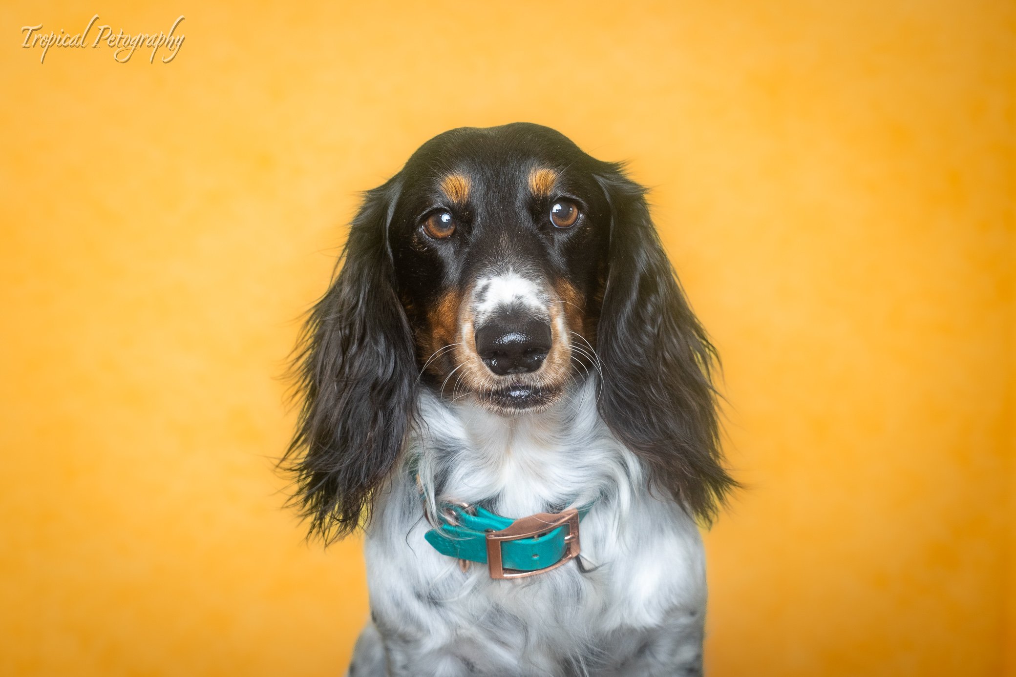 Easter Paw-traits