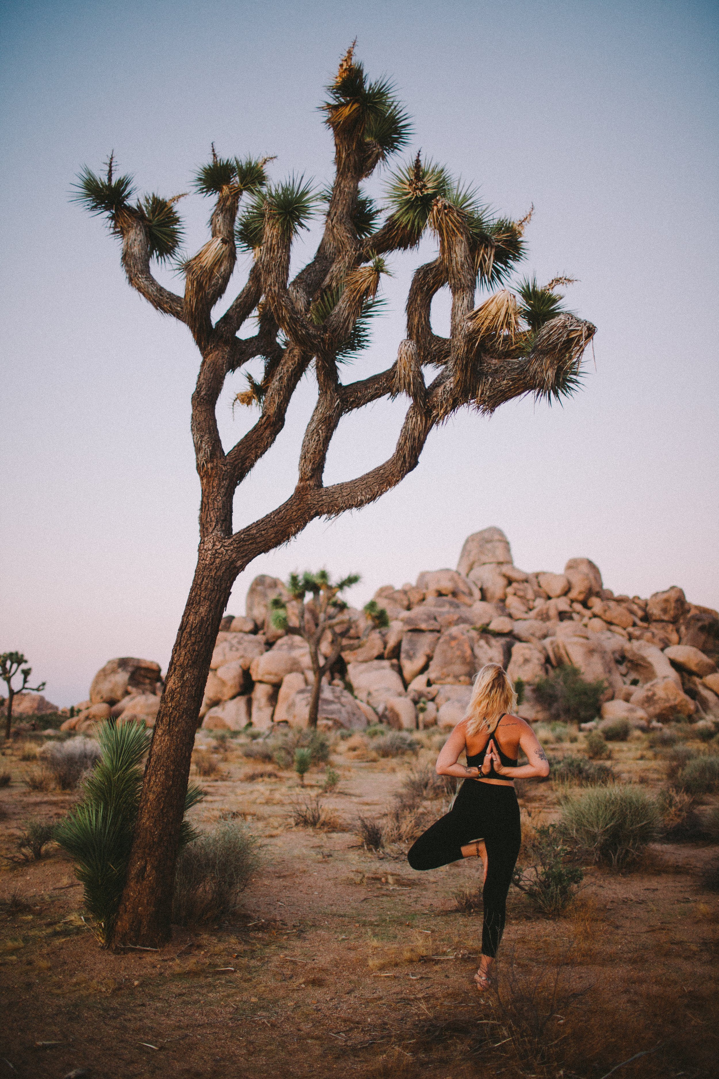jtree-6.jpg