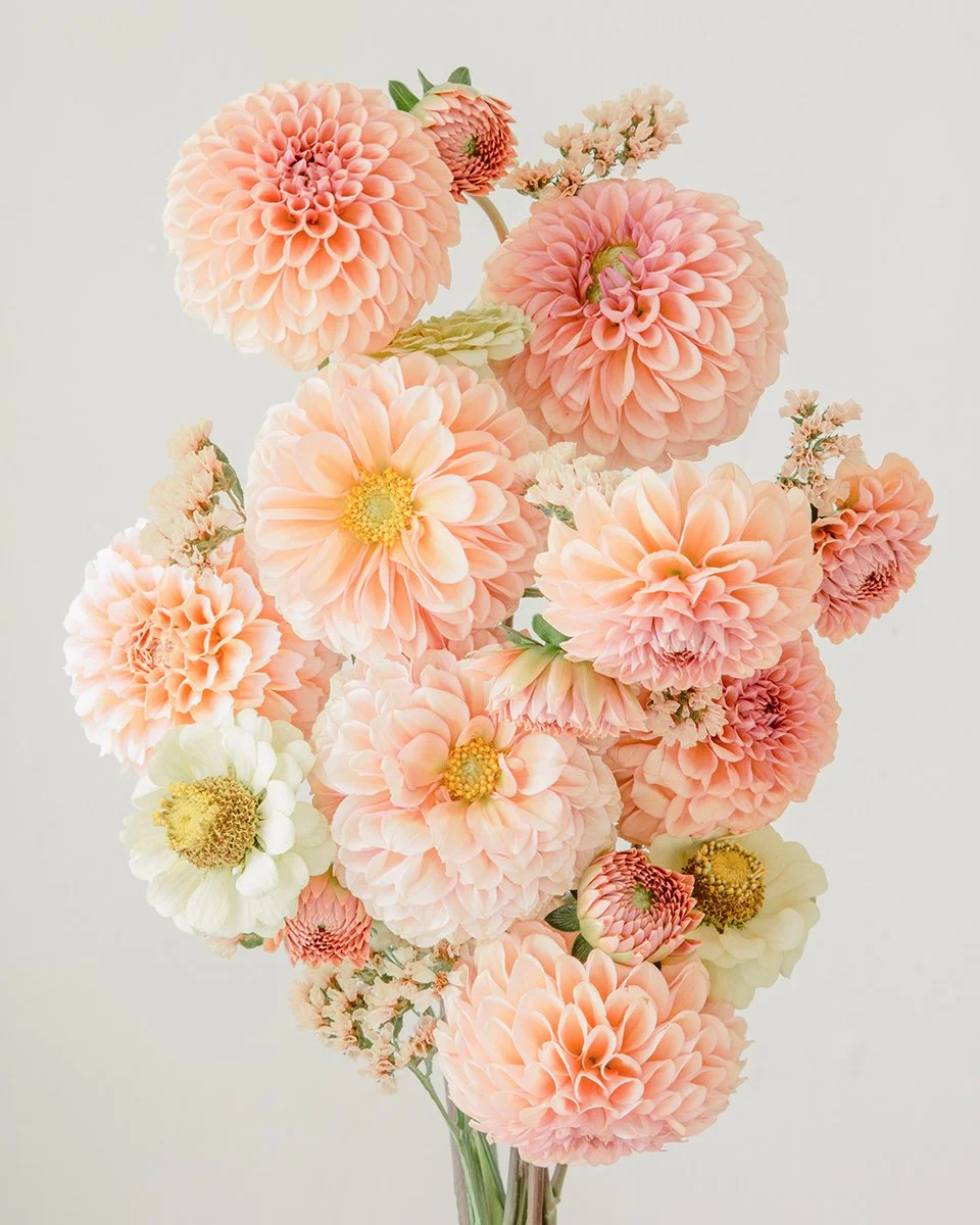 Dahlias-7139-Final-w.jpg