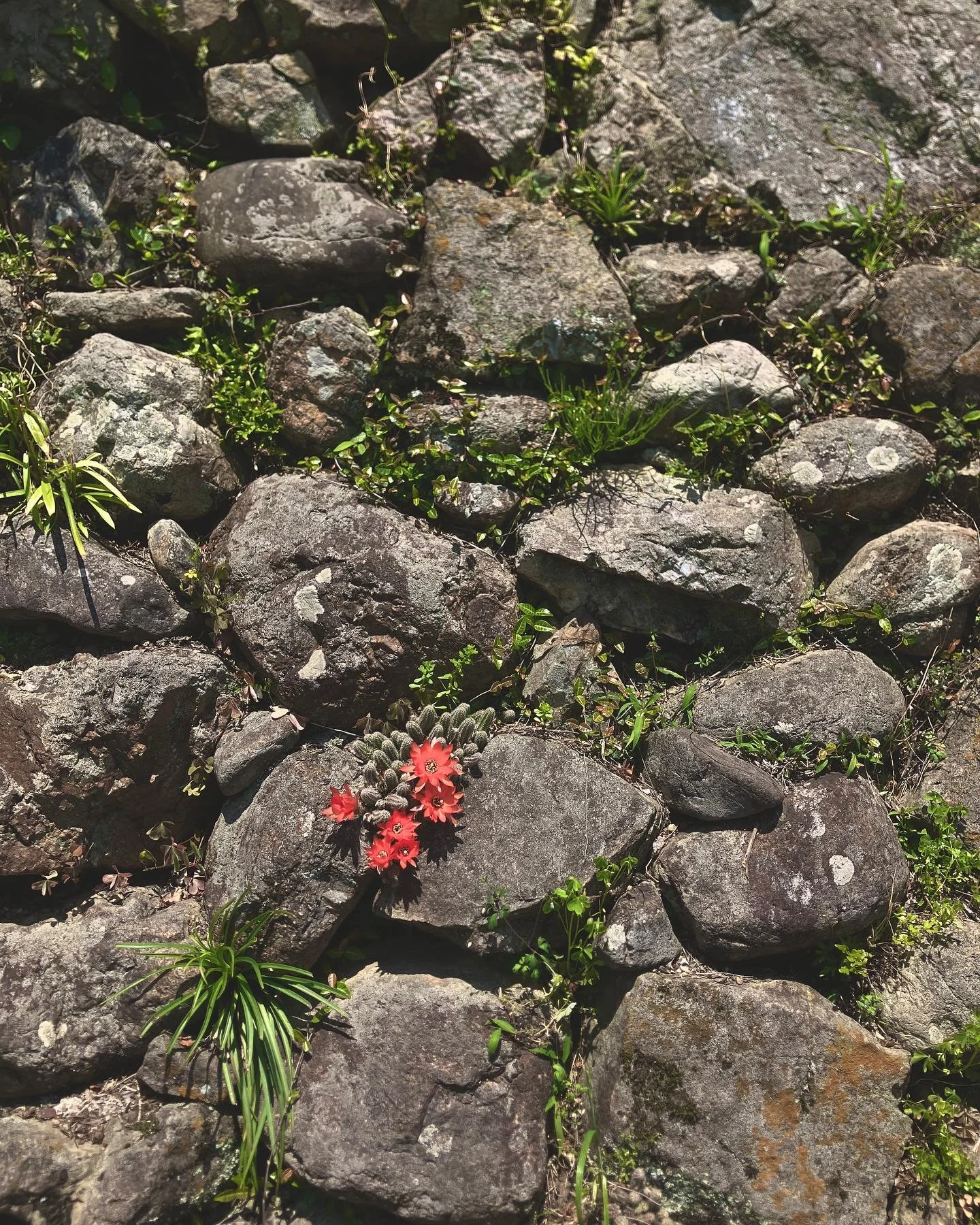 毎年気づいたら石積みの壁の隙間で咲いている、サボテンのお花。

本当にいつのまにか咲いていました。

ここのところ日中はとてもあったかくて、むしろちょっと暑くなってきましたね

5月も気づいたらあと半分

もう今年も上半期が終わろうとしているんですね

早いなぁー

一日一日を大切にして過ごしたいですね🌹

5月は少ししんどい気持ちになる人も多いかもしれませんが

身近な小さな幸せを感じられるように。

サボテンの花をみて、そんなことを思いました。

#entohouse #石積み #サボテン