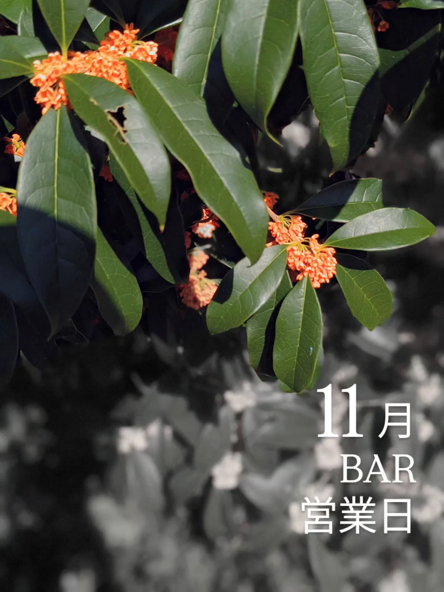 気づけば今年もあと２ヶ月をきってしまったのですね&hellip;

entohouseのお向かいのおうちの金木犀がいい香りで、季節を感じます。

このまま冬に突入しそうな気配ですが。

そして当店は11月27日でオープン4周年を迎えます！

いつもありがとうございます🙏🥂

遅ればせながら、11月のBAR営業日をお知らせします。

14日（金）
17日（月）
27日（木）
28日（金）

営業時間　19:00-24:00

27日はスパークリングワインで乾杯したいなと思ってますので、よかった