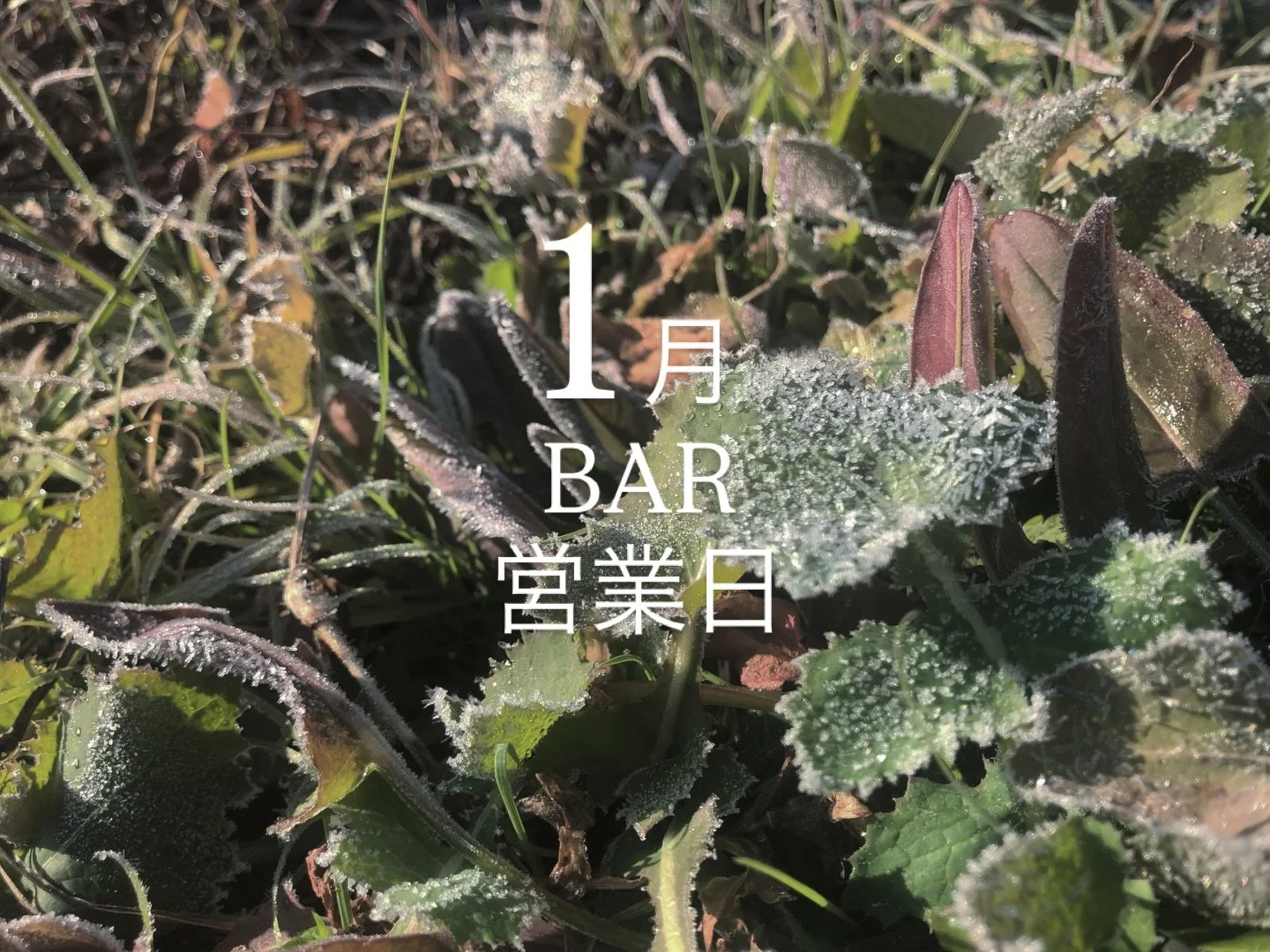 遅くなりましたが&hellip;
2026年1月のBAR営業予定日が決まりました。

1月の営業日は現在のところ下記の日程となっております。

なお、リクエストをいただければ開けられる場合もありますのでご相談ください！

1月	16日（金）
	29日（木）【ヘルパーのMOEKOちゃんが久々登場！】
	31日（土）

1月は宿泊予約が、とーっても少ないので、母屋でホームパーティなどおすすめです！新年会の二次会などもBARでぜひどうぞ！

寒い冬を、体を温めて乗り切りましょうね🍶

#entoho