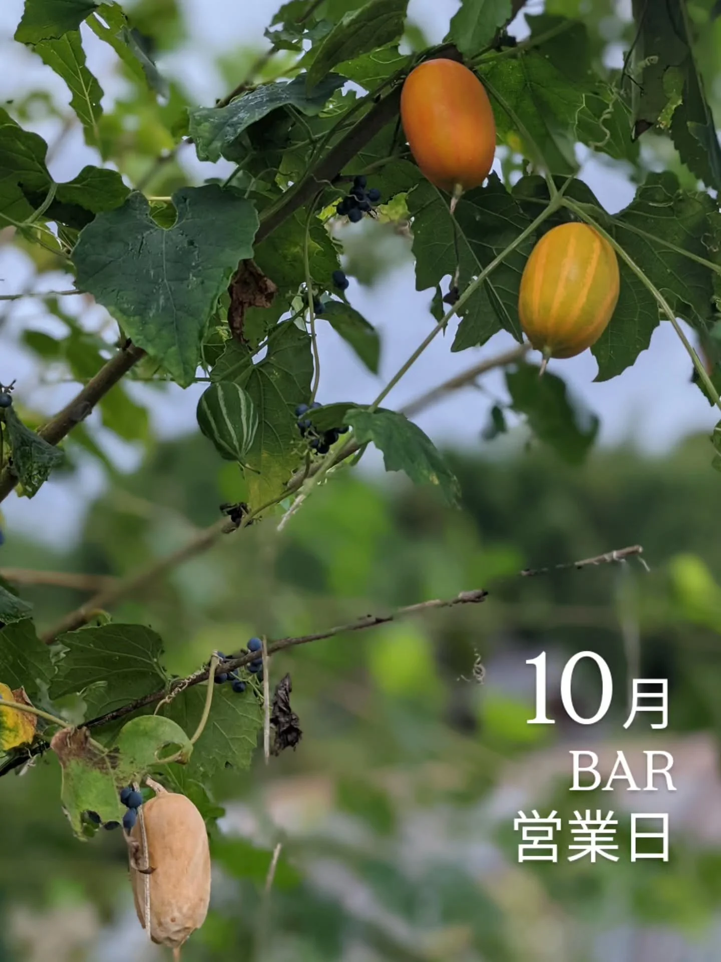 随分と朝晩の寒暖差が出てきた野村町です。
風邪をひいてませんか。

10月のBAR営業日のお知らせが遅くなりましたか、下記となります。

10日（金）、12日（日）、30日（木）
営業時間　19:00-24:00

30日の営業はハロウィン前夜ですね！
店内はハロウィンの飾り付けもしていますよ♪
そして店主はこっそり仮装しているかもしれません。

エントハウスの営業とは別ですが、10月26日は個人的に、居酒屋　権の蔵さん（@tetsugo1023 ）ハロウィンライブに出演してきます🎤🎃ドリン