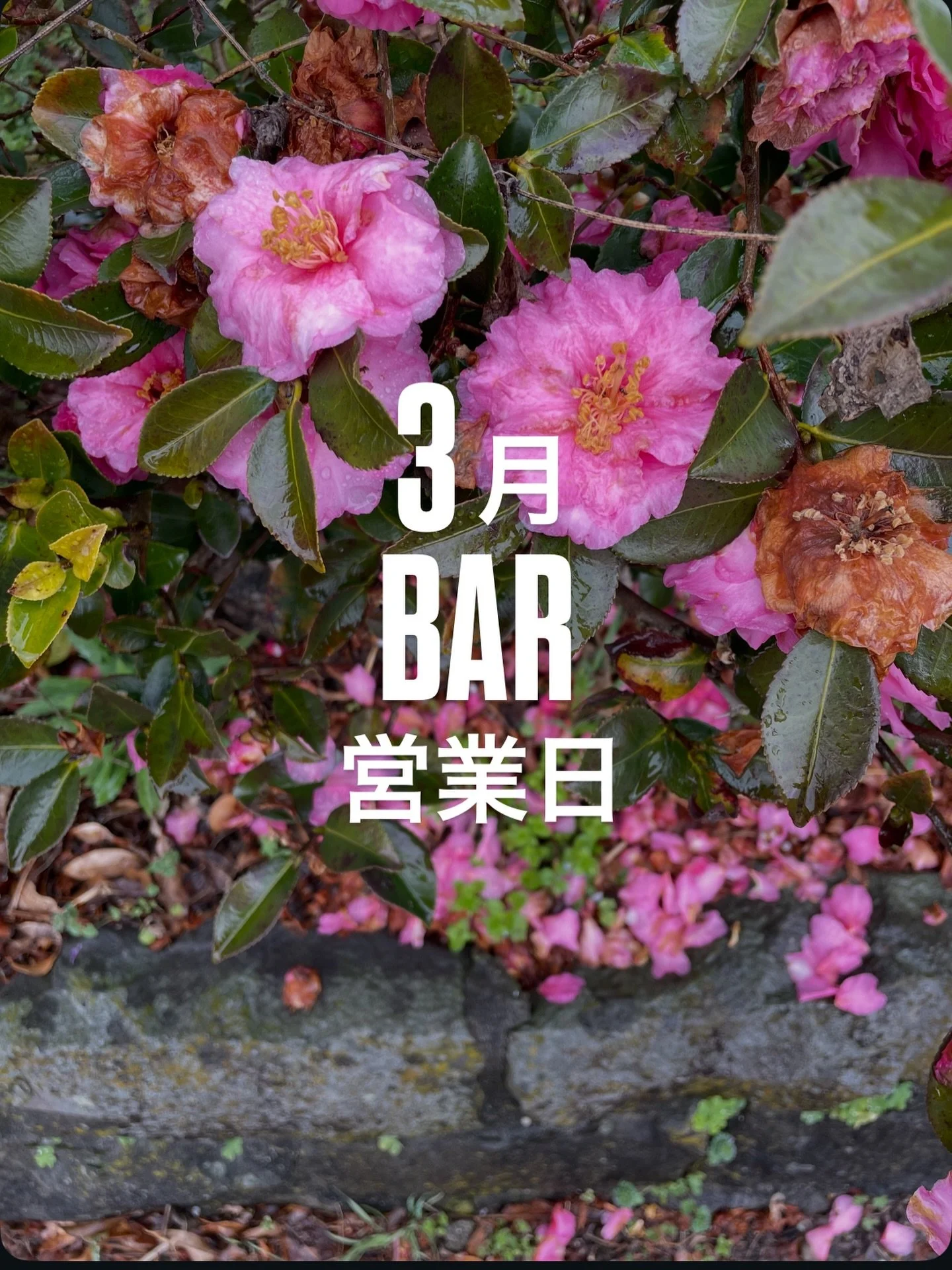 花やふくらんだ蕾が増えて、わくわくするような3月のはじまりですね。春の旅行など計画している方々も多いのではないでしょうか？

遅くなりましたが、今月のbar営業日をお知らせします。

3月　営業時間　19:00-24:00
6日（金）
13日（金）（22時ごろまで貸切）
15日（日）
21日（土）
25日（水）
29日（日）

なお、宿泊も後半にむけて母屋は埋まりがちですが、まだドミトリー中心に空室もございますのでお気軽にお問い合わせください✨
母屋での持ち込みごはんで宴会なども大歓迎です🍻
