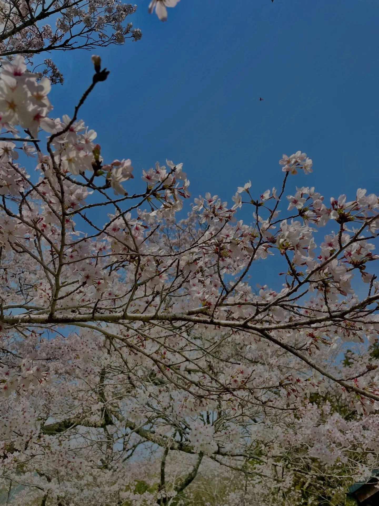 西予市内各地で桜が見頃を迎えています！

写真はエントハウスから車で10分ほどの愛宕山公園の桜の様子です！

お花見はもうされましたか？

市内各地にお花見スポットがありますが、おすすめをご紹介🤲

🌸明間（あかんま）河川公園（西予市宇和町明間）

肱川沿いにずらっと並んだ桜は、なんとも見応えがあります。川沿いに地元の方々が飾った提灯があるため、夜桜も楽しむことができます！

明日、3/29に桜まつりがあるそうなので、詳しくはこちら　@akanmagazine をご確認ください！

🌸野福