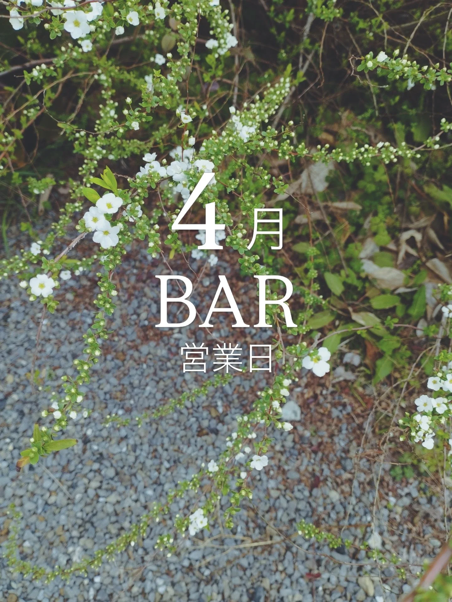 春も本番になり、今日は桜を散らす嵐のような野村町です。

暖かいからか、野村町も少し賑やかになってきたような気配がしますが、皆さまいかがお過ごしですか。

遅くなりましたが、4月のBAR営業日をお知らせします。
営業時間は19:00-24:00です。

4日（土）　本日！
9日（木）
13日（月）
21日（火）
24日（金）
27日（月）

曜日など不規則ですが、ご予約いただいた日を中心に営業させていただきますので、ぜひ地元の方々も賑やかしに顔を出してくださいね💐🍻

また、西予市で配布され