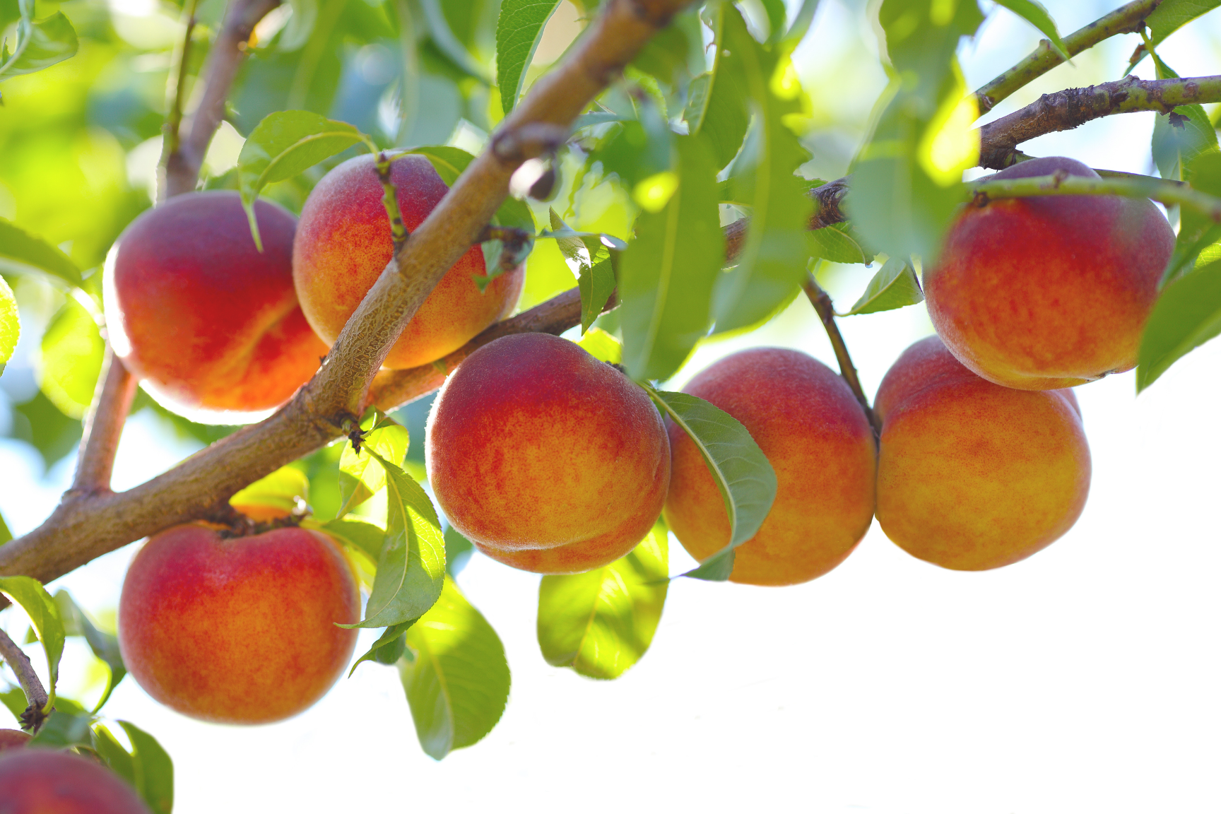 Ripe Fruit