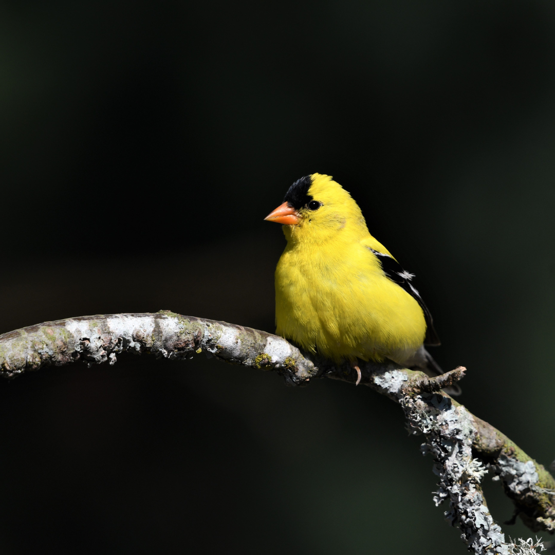 Songbird 3.png