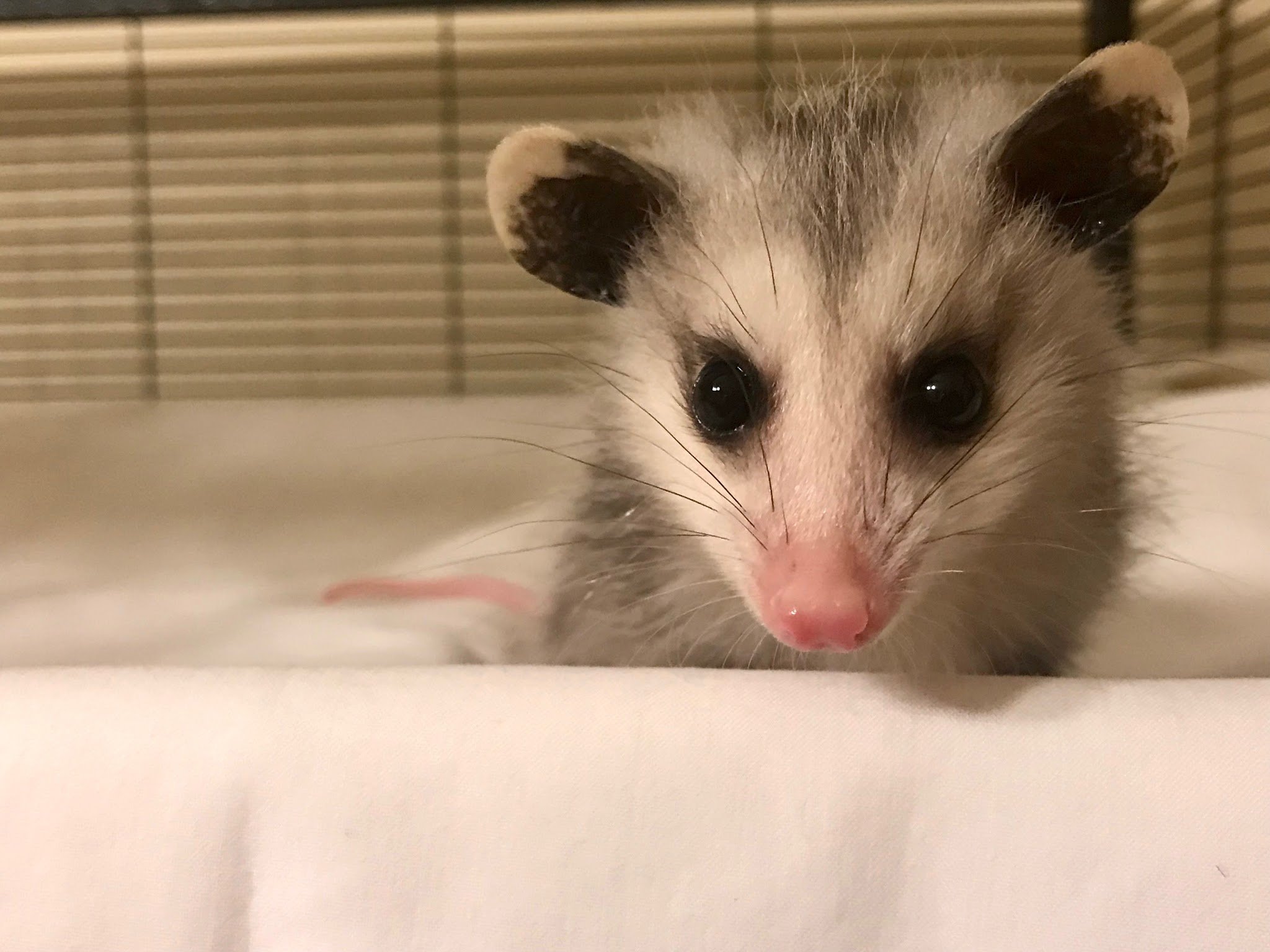 Virtual Small Mammal Seminar