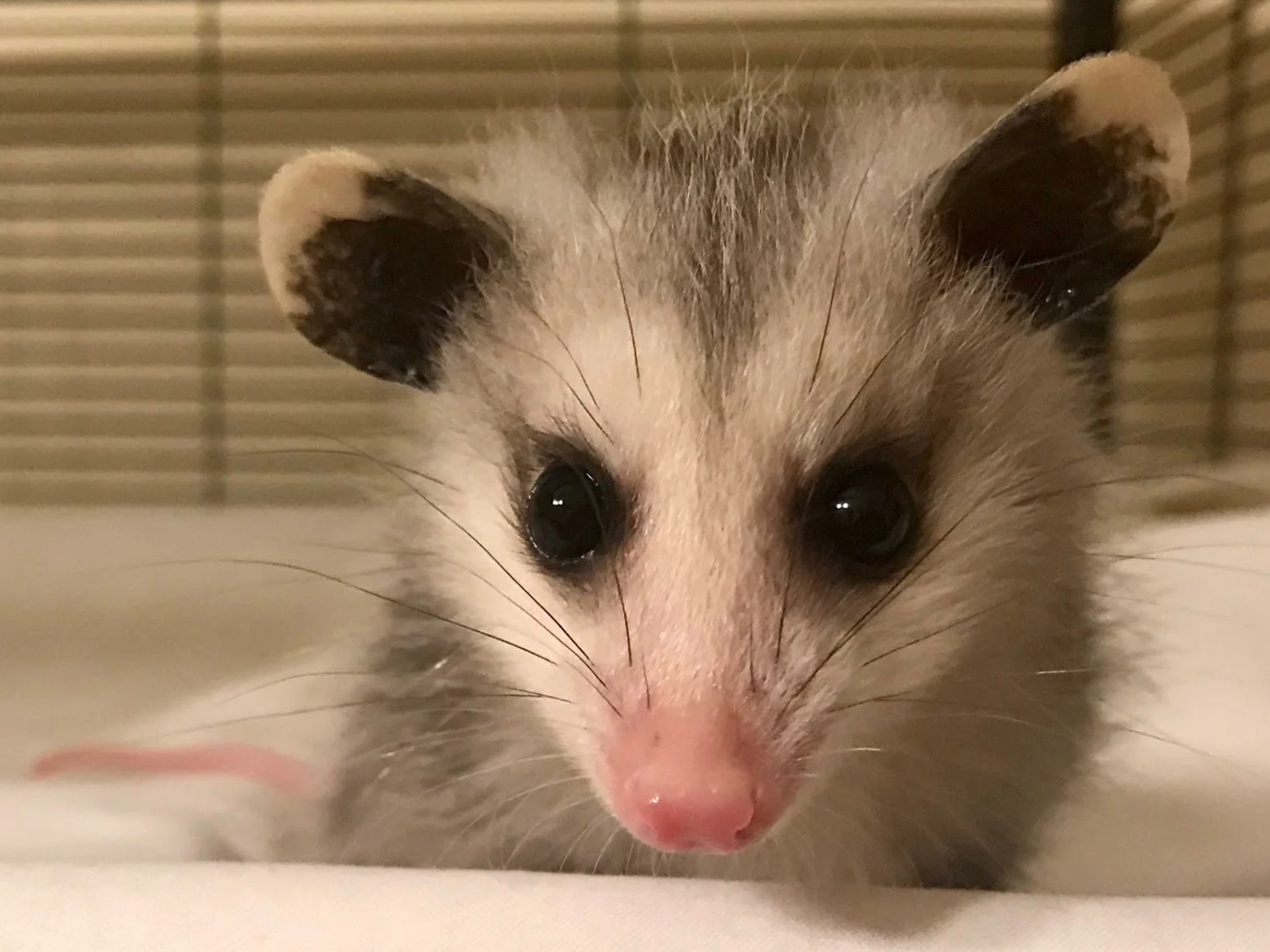 Baby+opossum.png