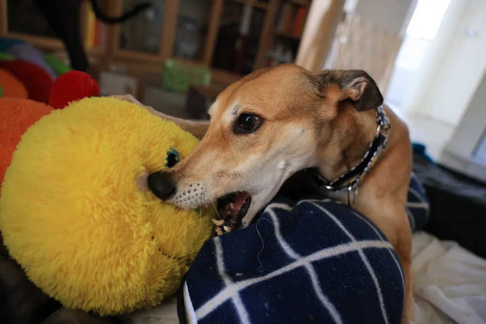 How Do Greyhounds Sleep