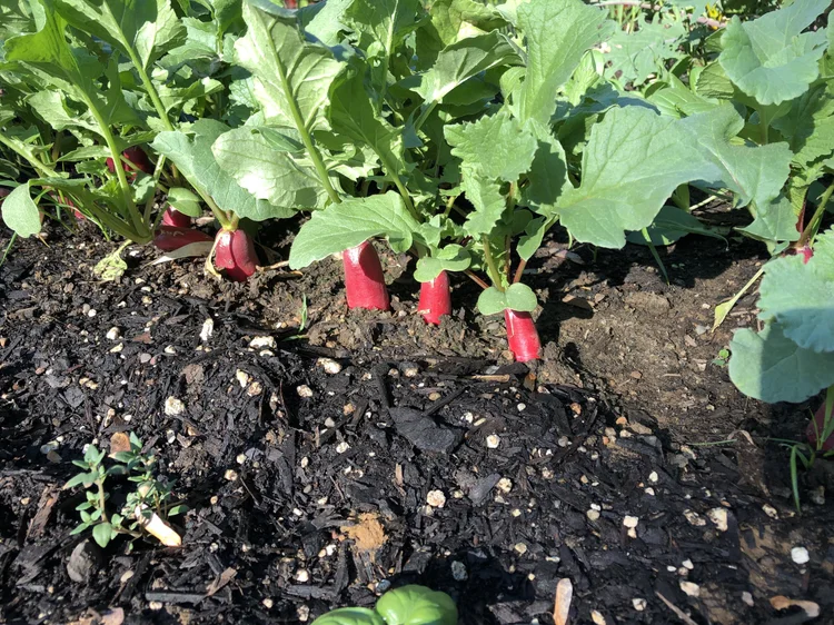 FAQ — Kitchen Garden Starts