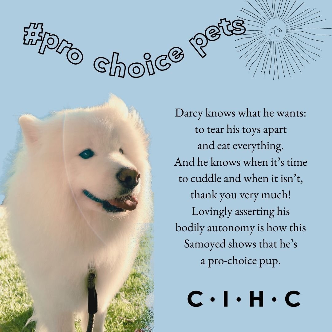 Go to our link in bio!
✨ Donate
🐶 Submit your #prochoicepets

[Image description: A clipped out photo of a Samoyed standing in a sunbeam with his tongue out, is framed by the heading # pro choice pets in wavy text, and text that reads &quot;Darcy kn