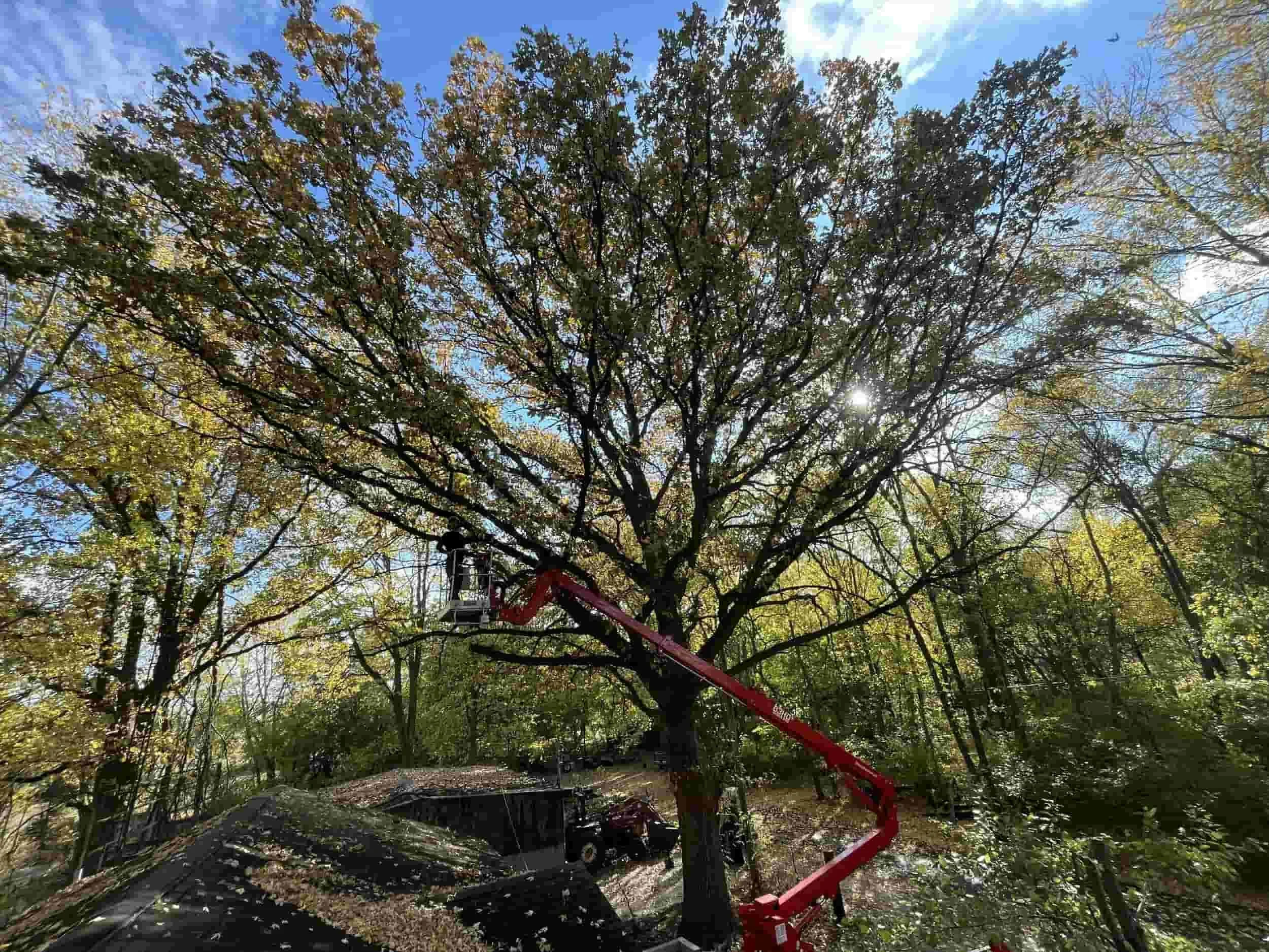 pruning an oak from a lift