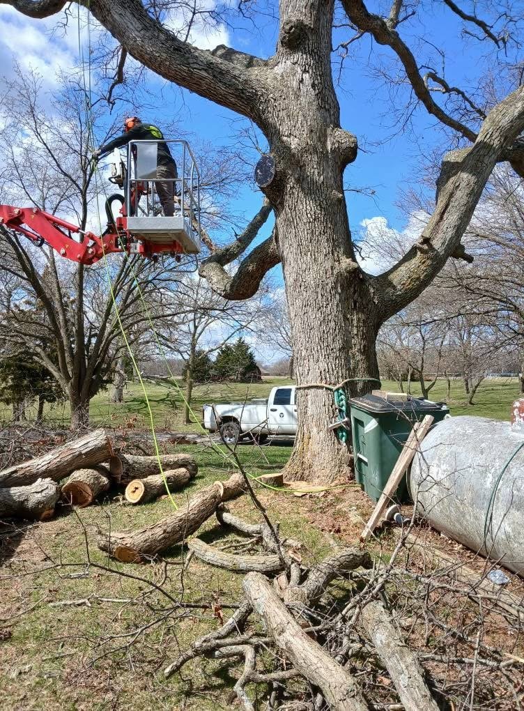 Trimming an oak