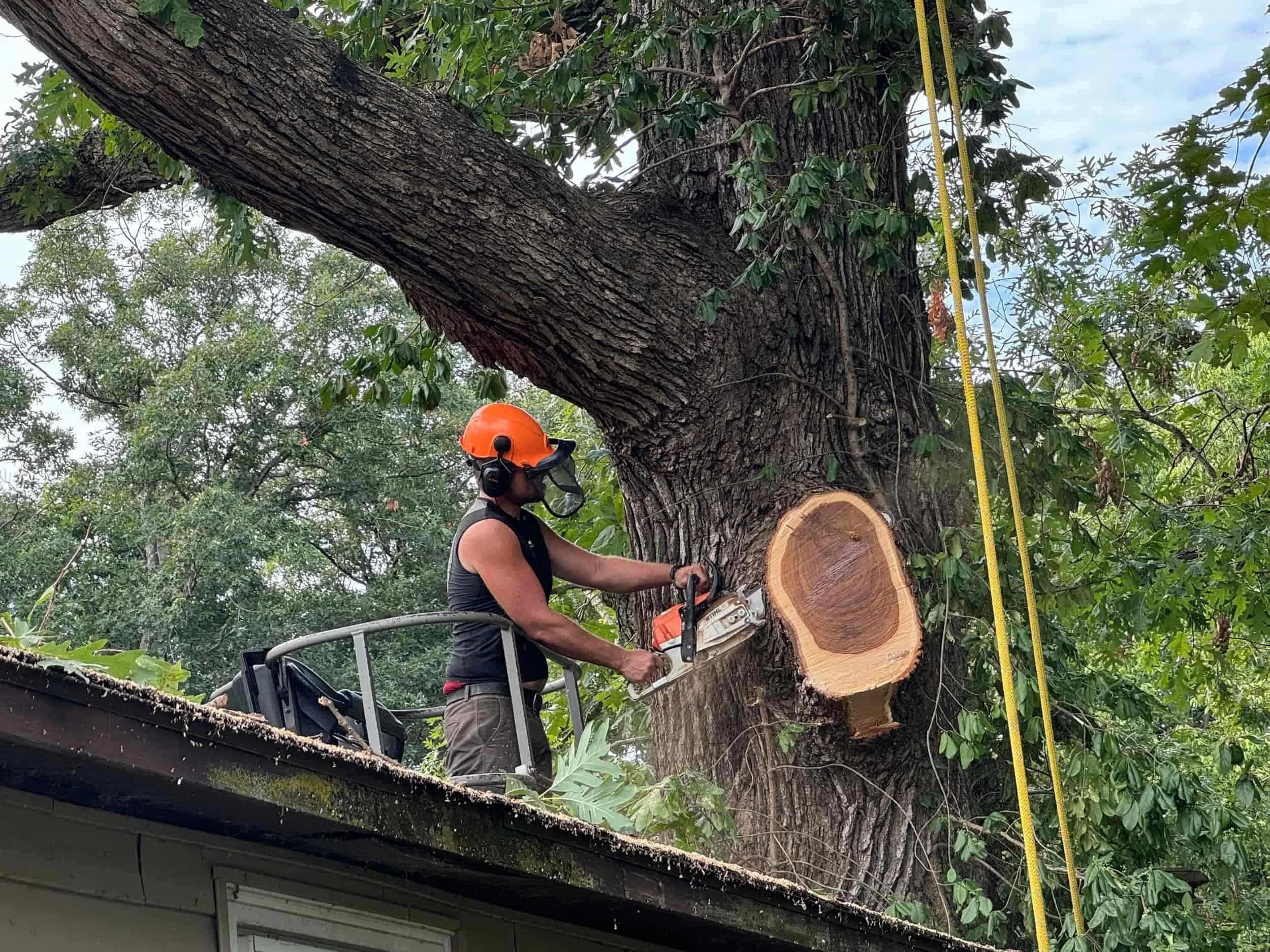 man pruning oak tree with a chainsaw