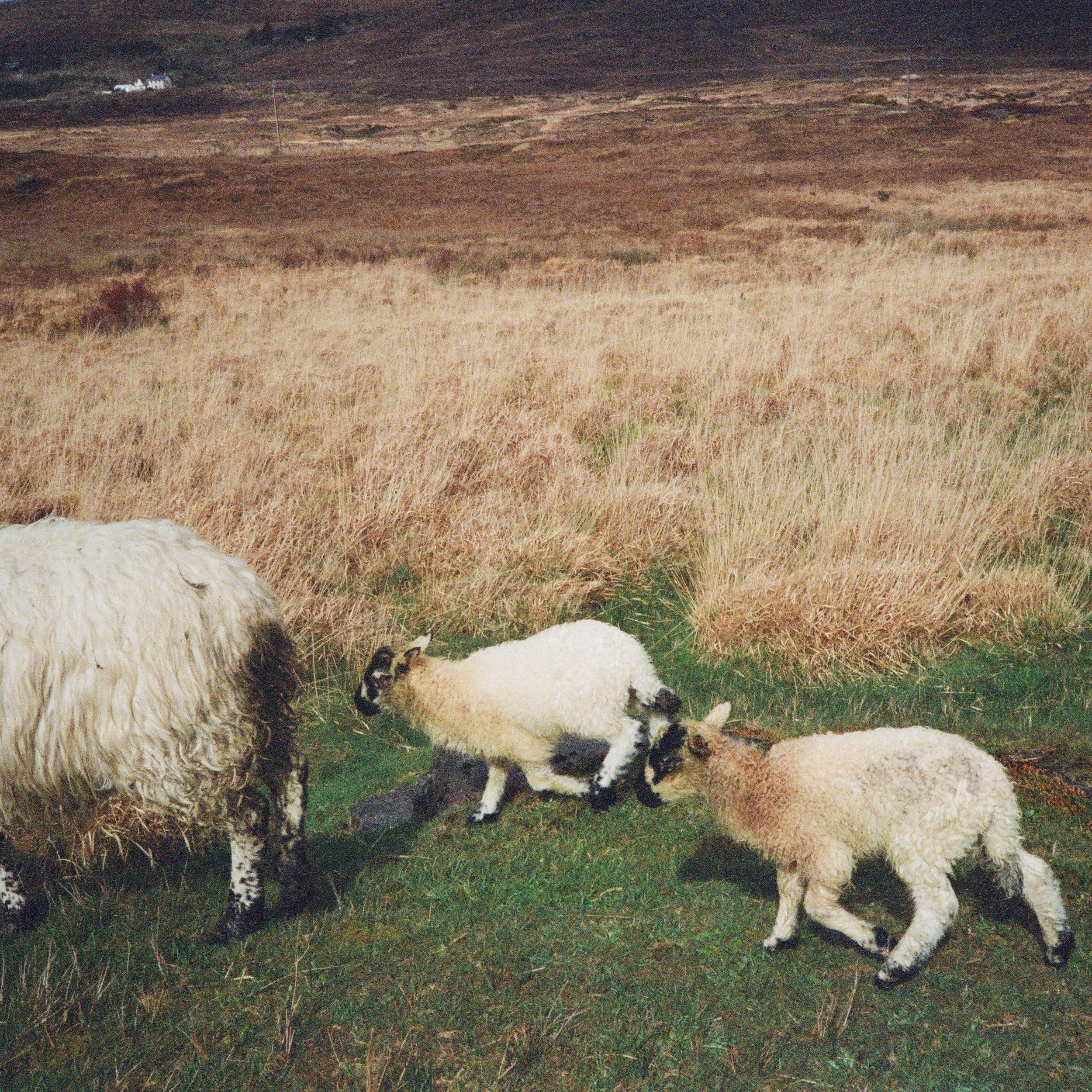 693851_0007.jpg