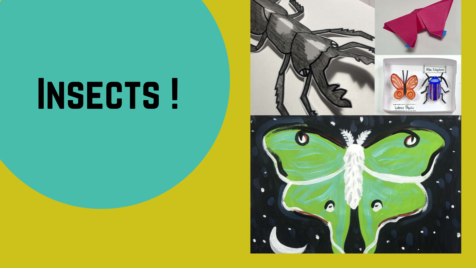 Insect Bundle