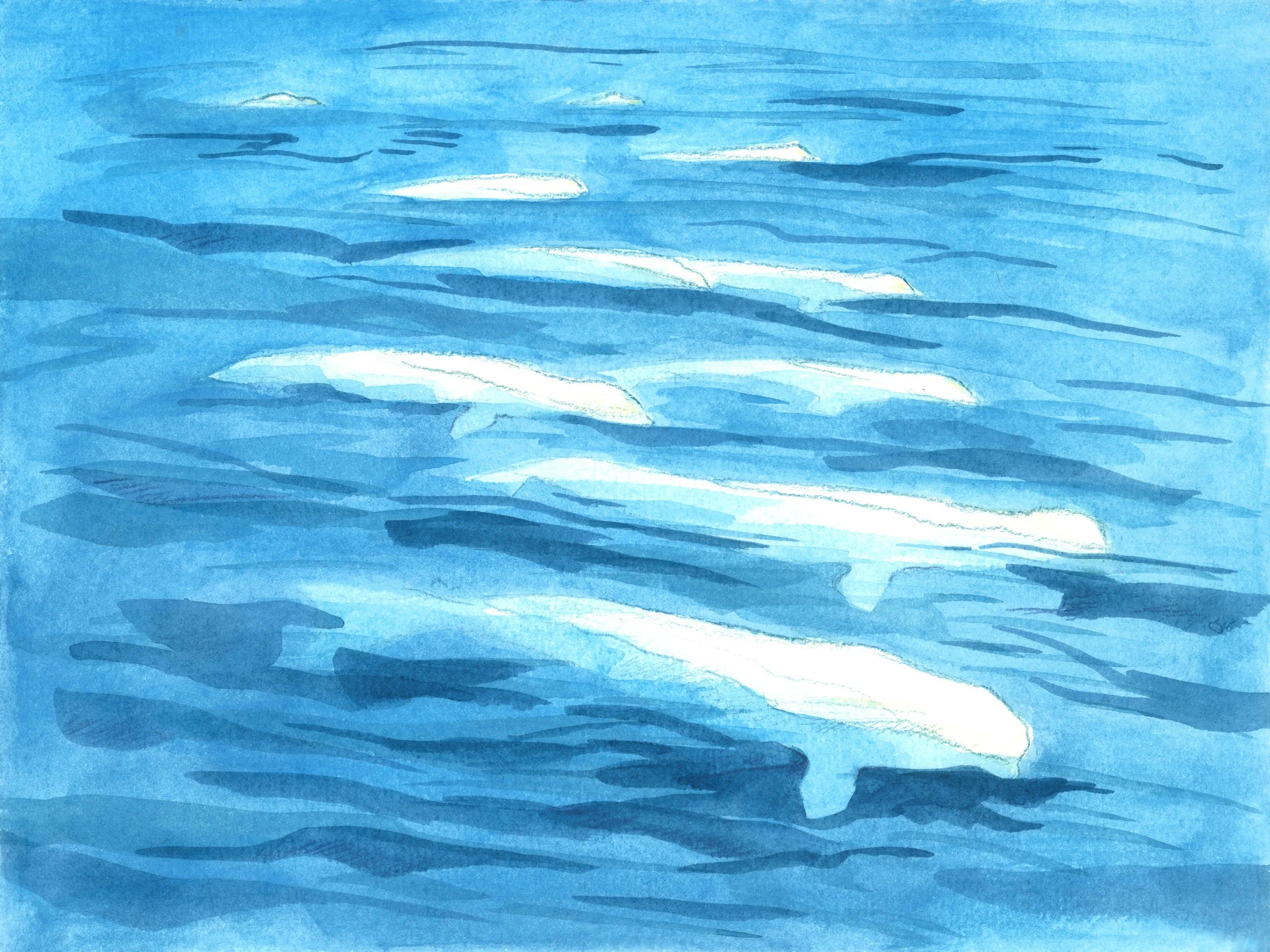 Beluga.jpg