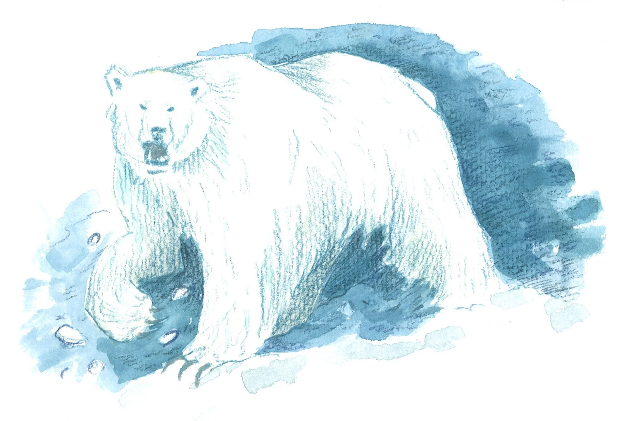 PolarBear1.jpg