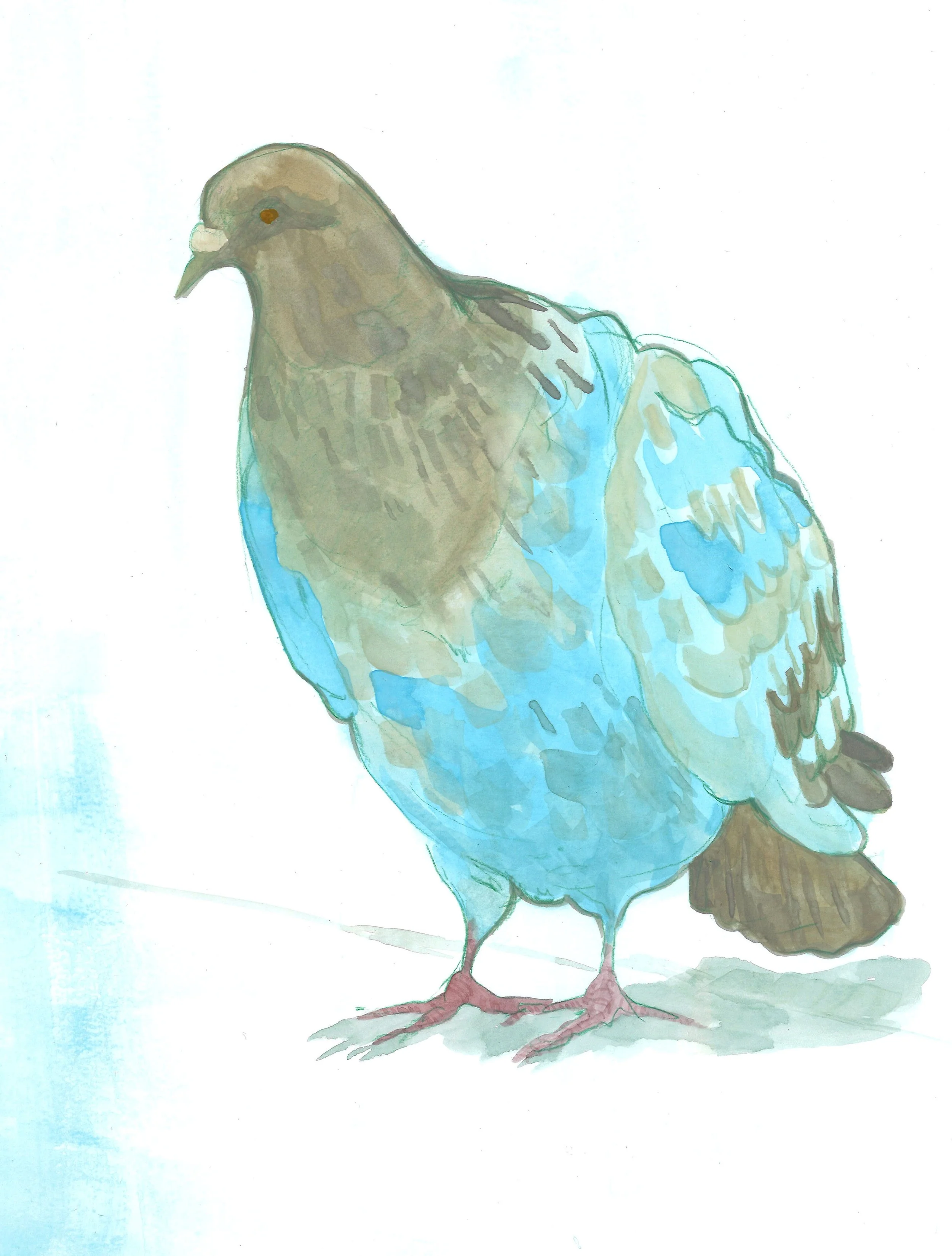 Pigeon2.jpg