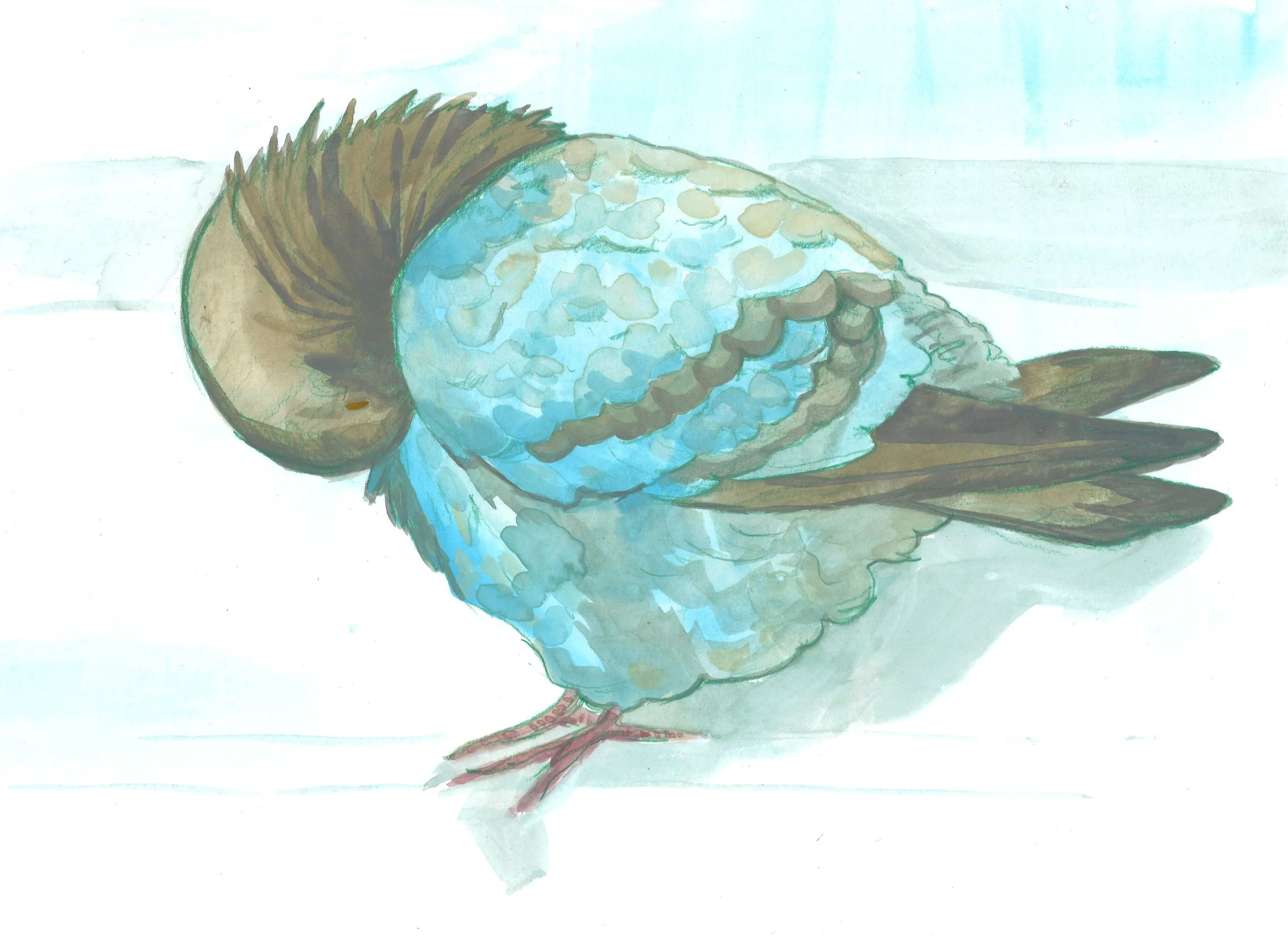 Pigeon1.jpg
