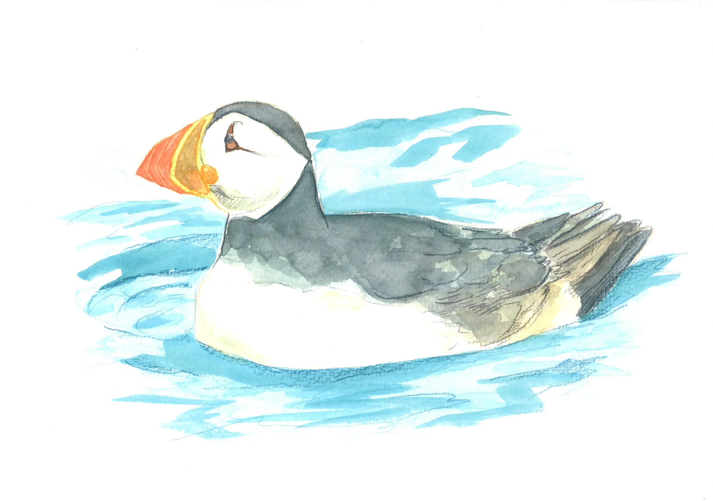 ArcticBird.jpg