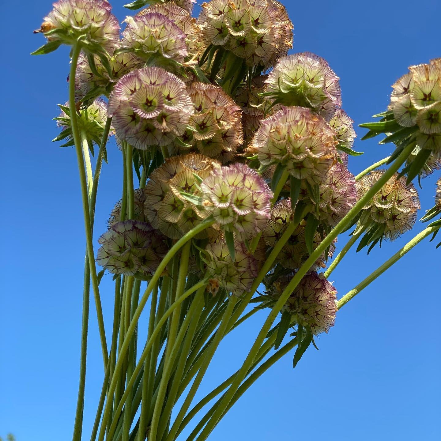 Good morning! It&rsquo;s already a beautiful day here in sunny Suffolk 🌞&hellip;The ping pong scabious are coming thick and fast! As are all of the jobs that mount up this time of year. I could easily do 20 different tasks right now, but the trick i