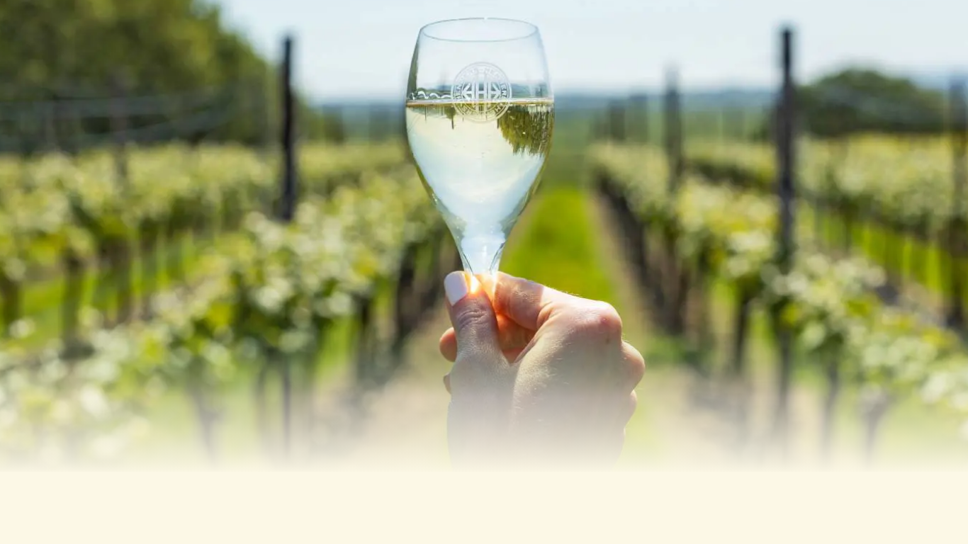 A hand holding a glass of white wine in a vineyard with rows of grapevines and a clear sky in the background.