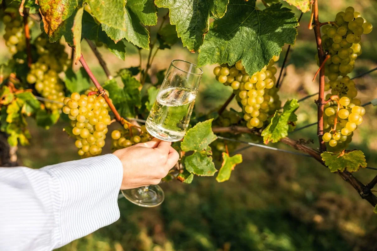 Person holding a glass of white wine near grapevines with bunches of ripe green grapes.