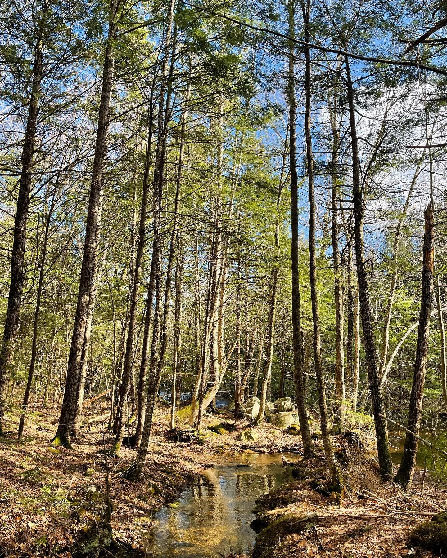 Walking this land has been a gentle homecoming.

When my life took a turn last summer, my heart told me to come home.

What is home I asked? And then I listened for some time.

Home is the old path to the water, lined with teaberries in the springtim