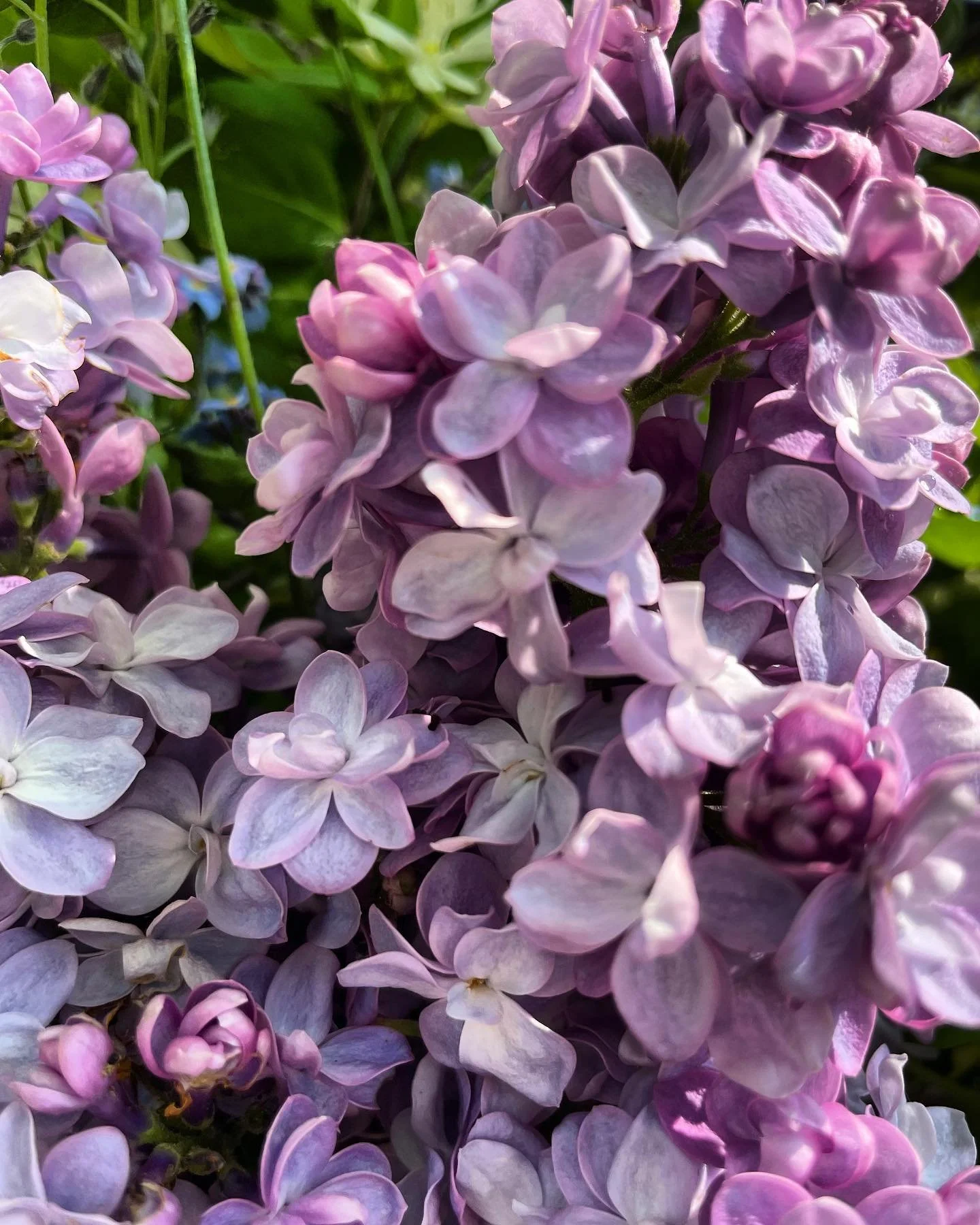 After a gentle unfolding into 2023, May ripped through me like a lightning bolt, and I&rsquo;ve been feeling behind as summer blooms.

Weeks ago, I ovulated on the new moon. I cruised through my luteal phase: working on the yurt, planting the garden,