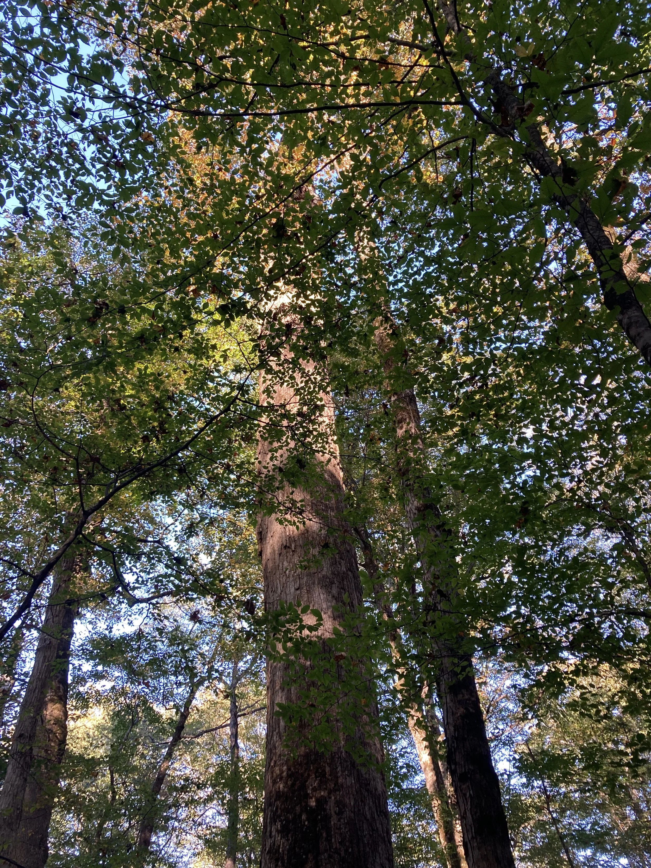 Nature as Medicine